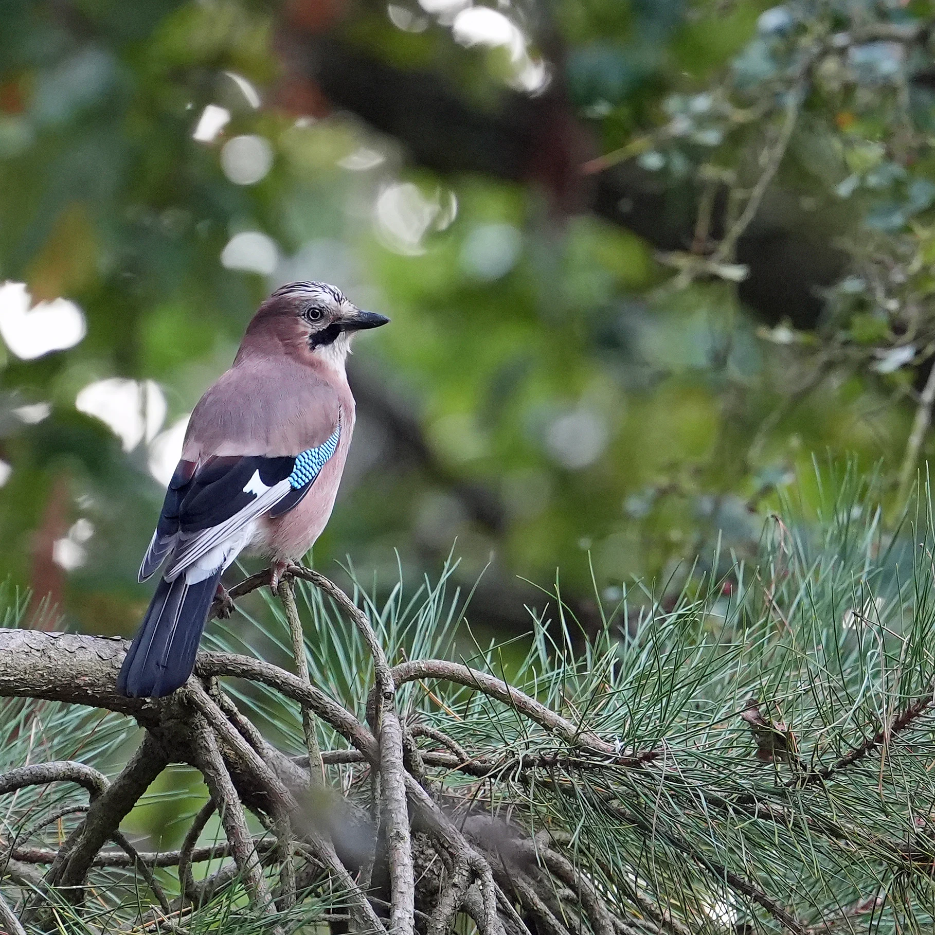 Jay, Wells-next-the-sea, Norfolk, UK — photo by Jim Bennett