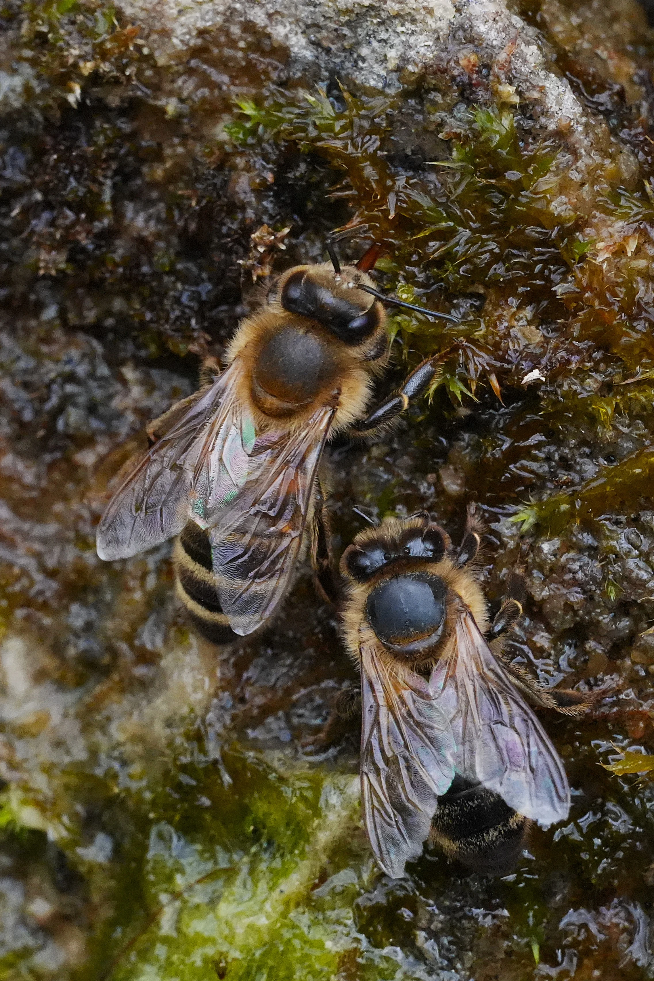 Bees on moss by our pond, Culham, Oxfordshire, UK — photo by Jim Bennett