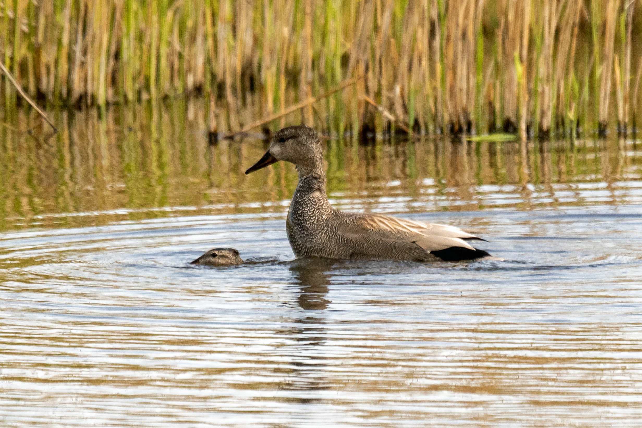 Gadwalls, RSPB Loons reserve, Orkney, UK — photo by Jim Bennett