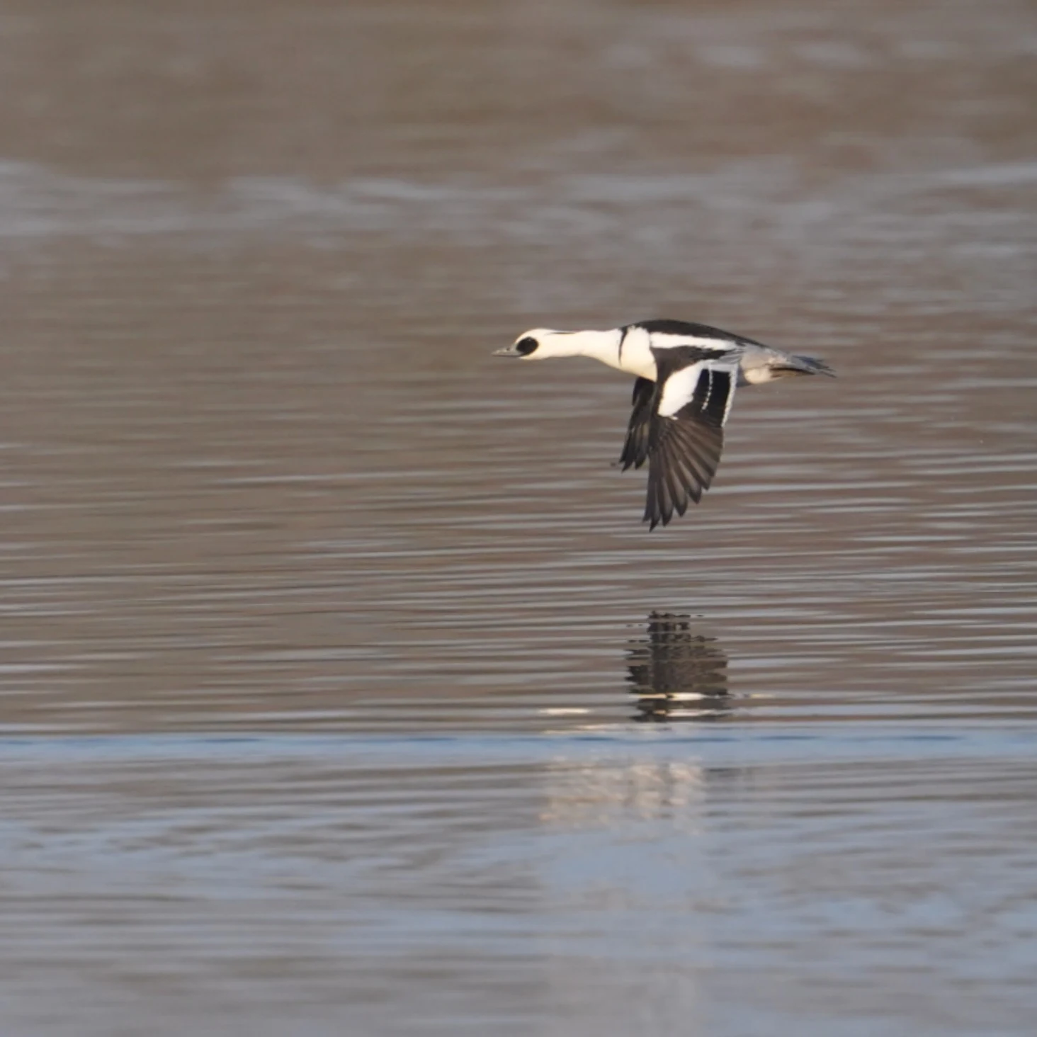 Smew, Flevoland, Lelystad, Netherlands — photo by Jim Bennett