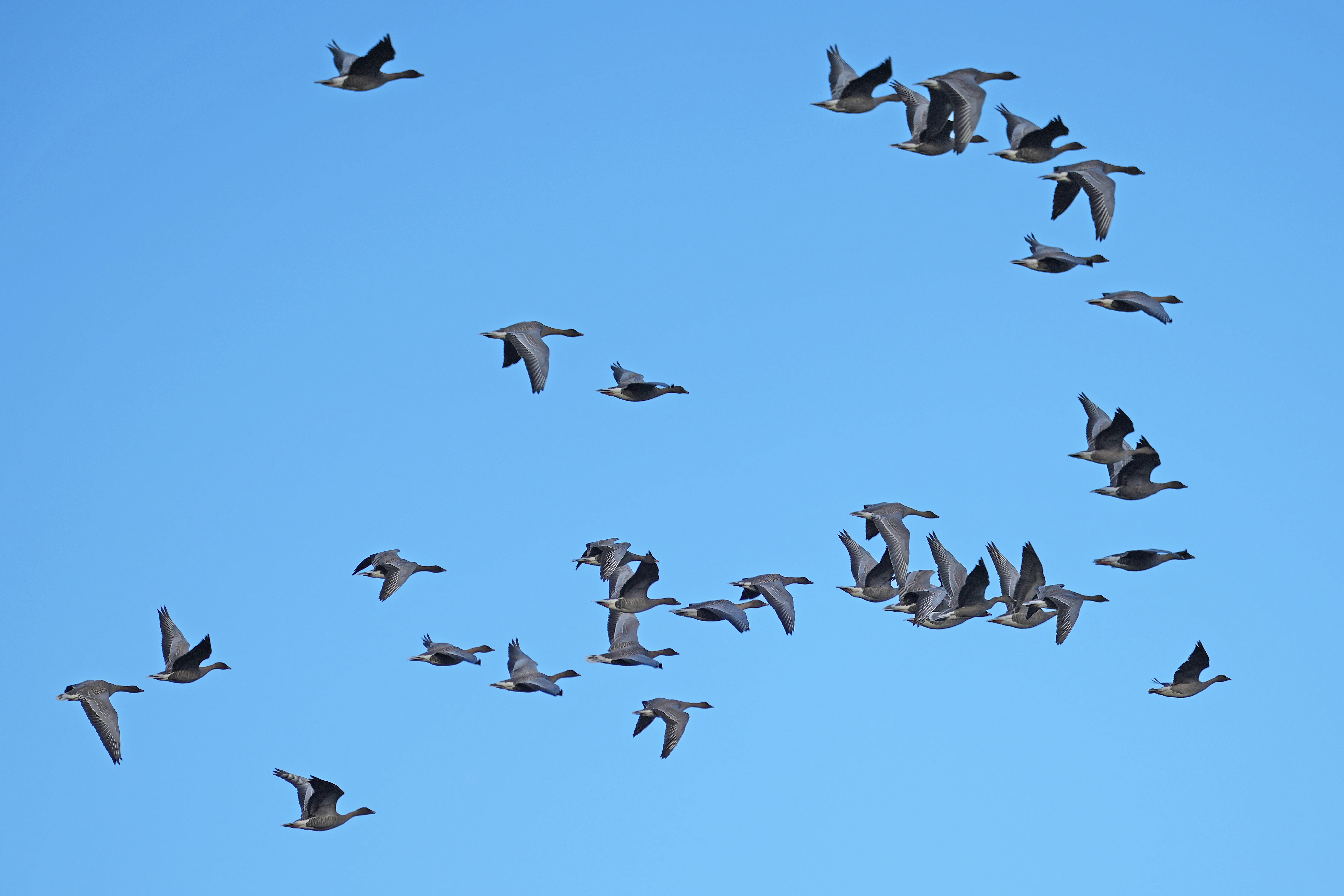 Pink-footed Geese, NOA Walsey Hills, Norfolk, UK — photo by Jim Bennett