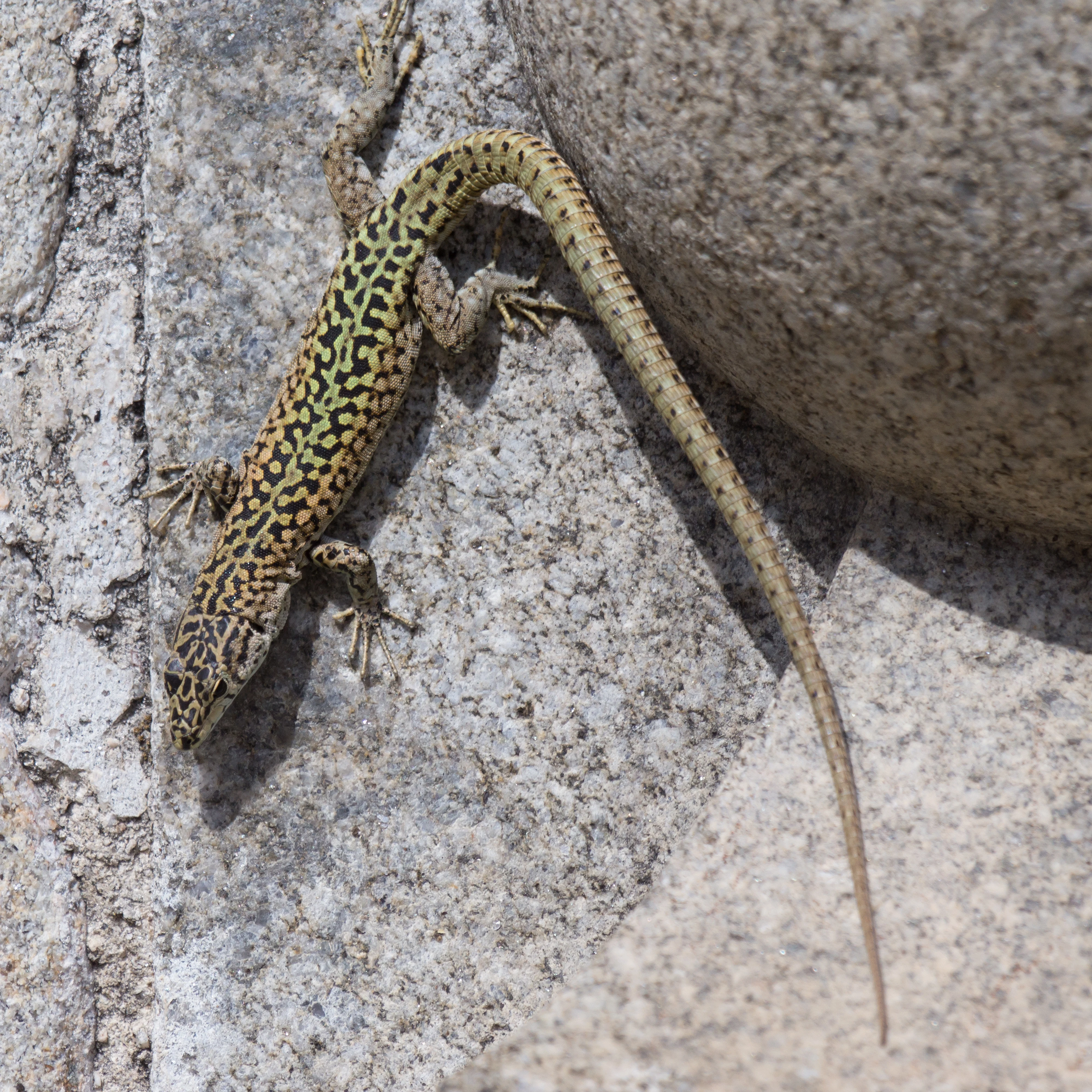 Wall Lizard, Extremadura, Spain — photo by Jim Bennett