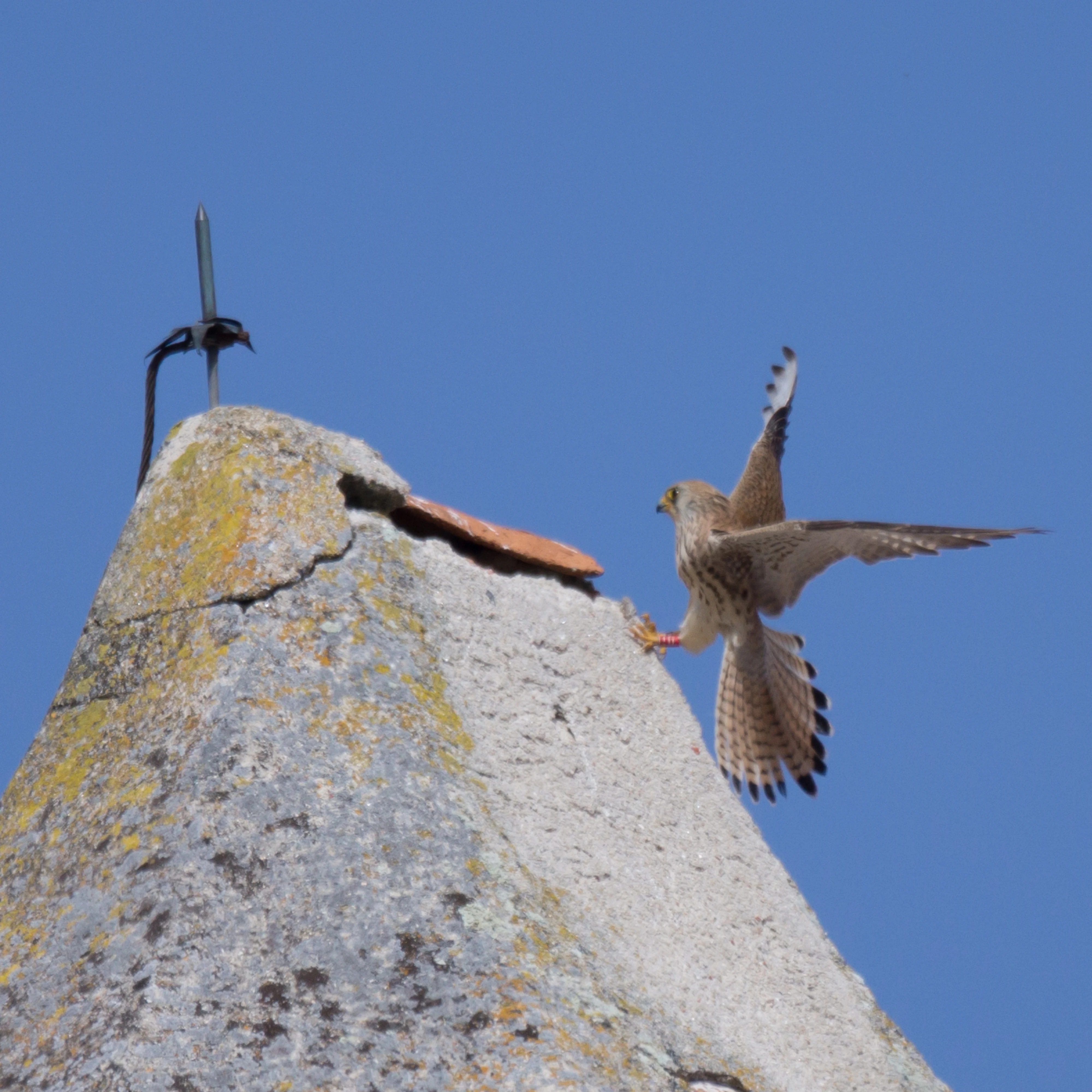 Lesser Kestrel, Extremadura, Spain — photo by Jim Bennett