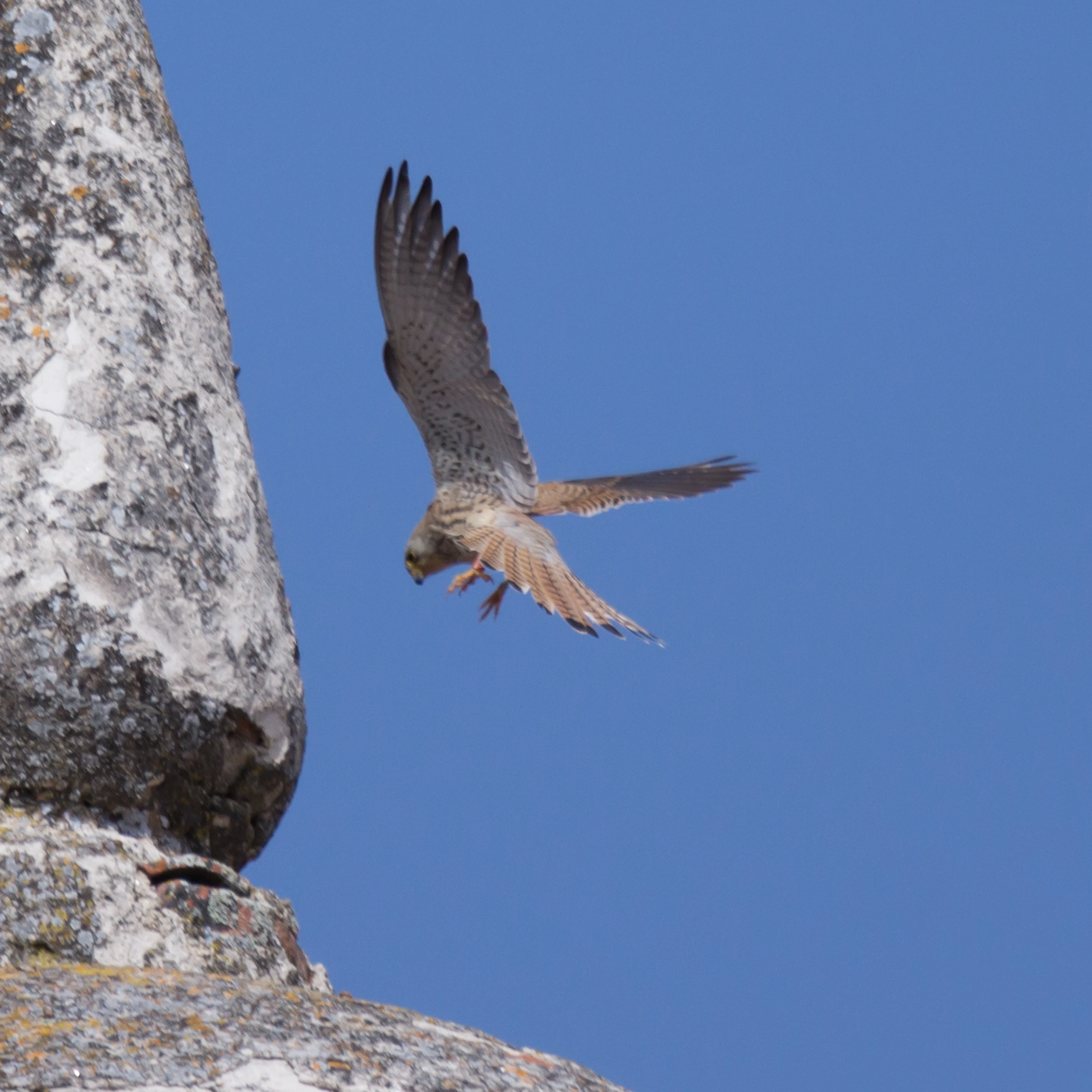 Lesser Kestrel, Extremadura, Spain — photo by Jim Bennett