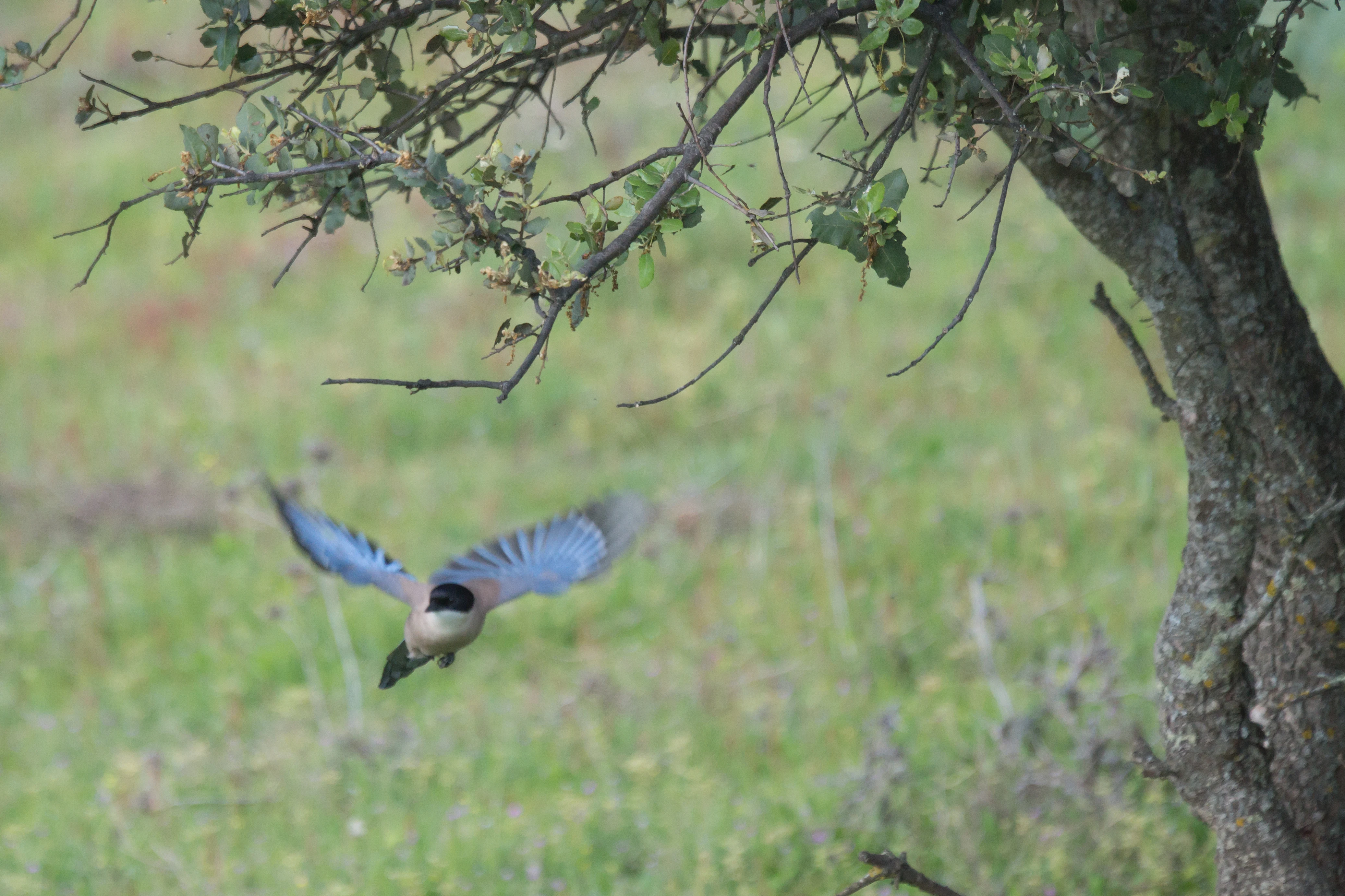 Iberian Magpie, Vinas Las Torres, Extremadura, Spain — photo by Jim Bennett