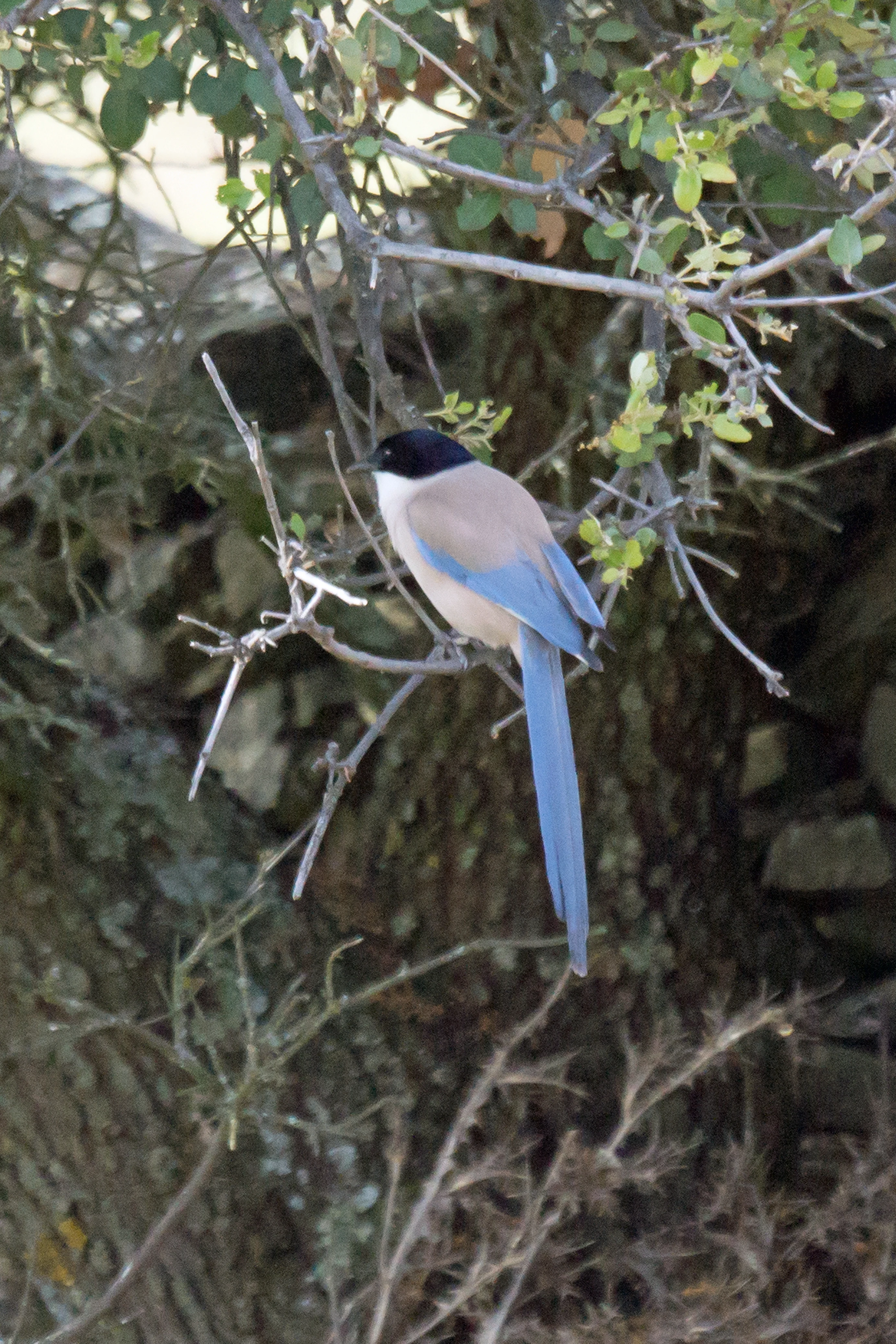 Iberian Magpie, Vinas Las Torres, Extremadura, Spain — photo by Jim Bennett