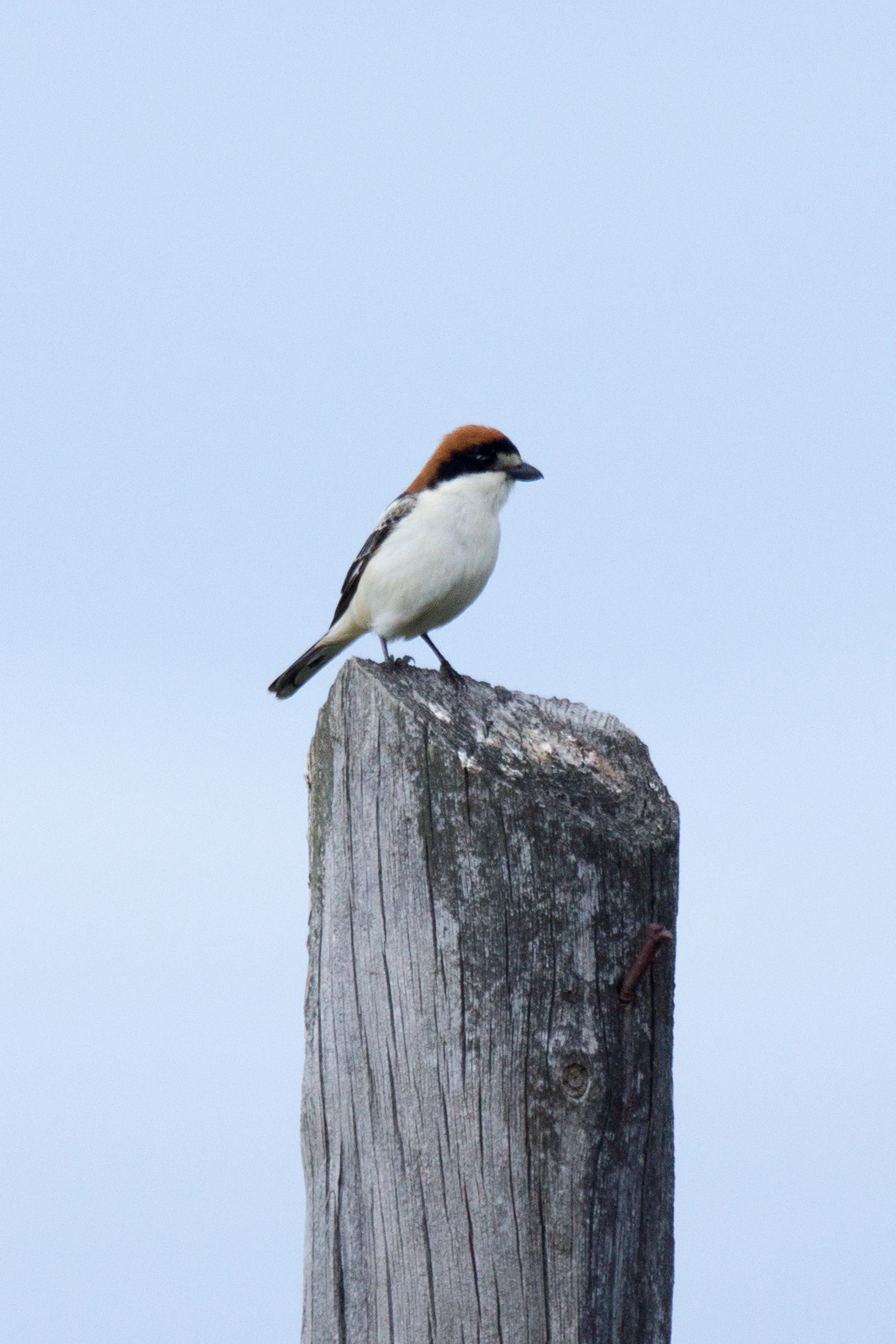 Woodchat Shrike, Vinas Las Torres, Extremadura, Spain — photo by Jim Bennett