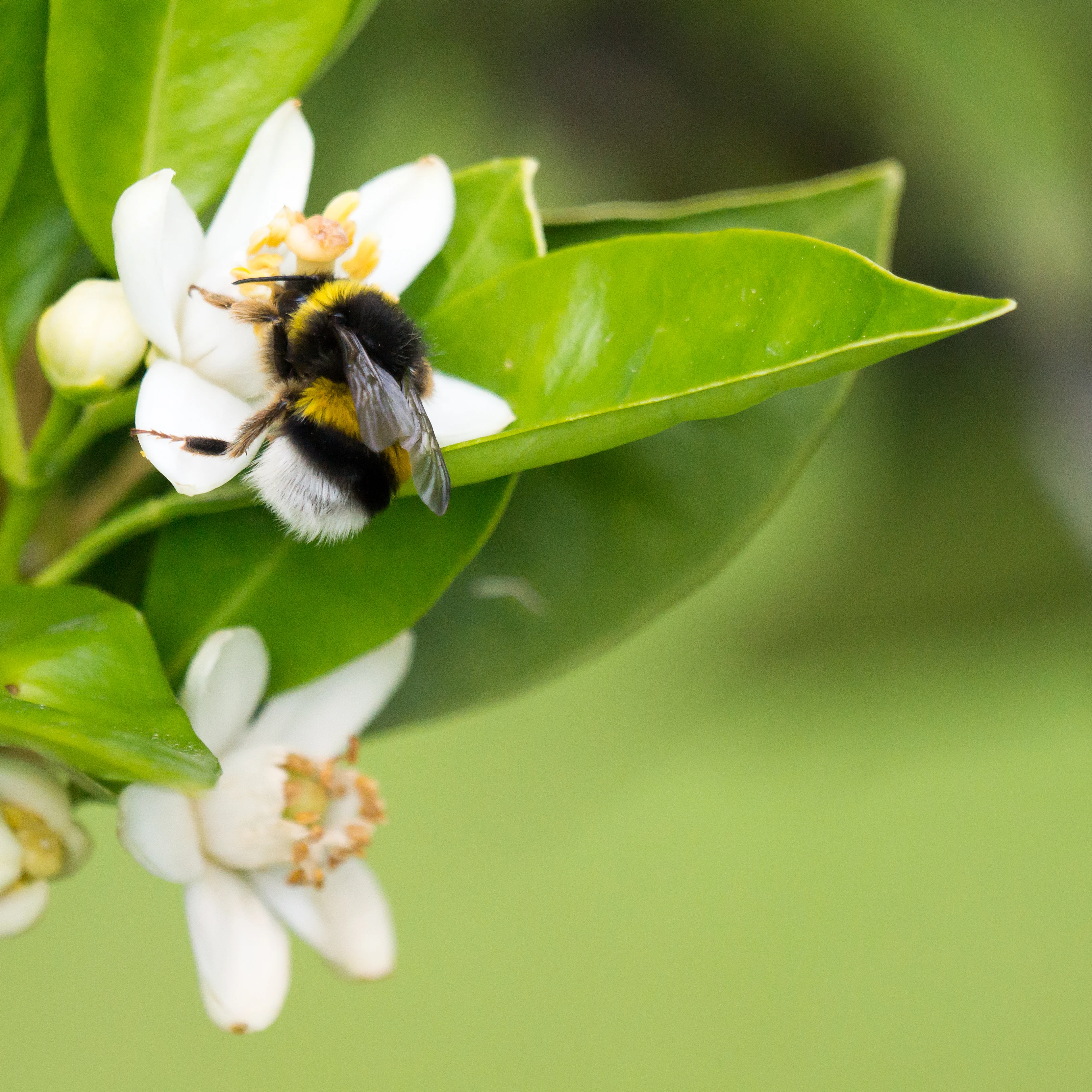 Bee in our hotel garden, Vinas Las Torres, Extremadura, Spain — photo by Jim Bennett
