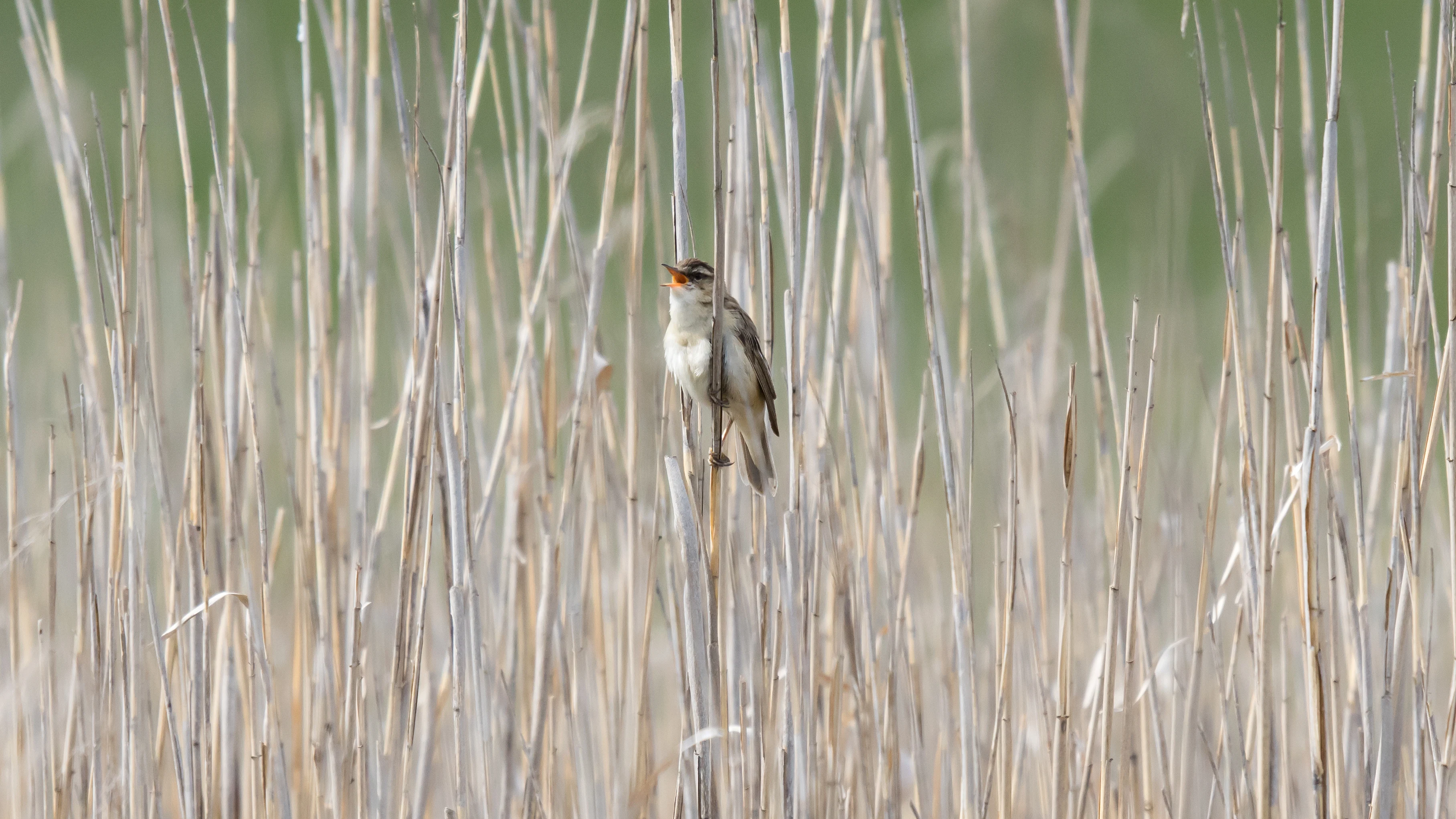 Sedge Warbler, Dlugaluka, Poland — photo by Jim Bennett