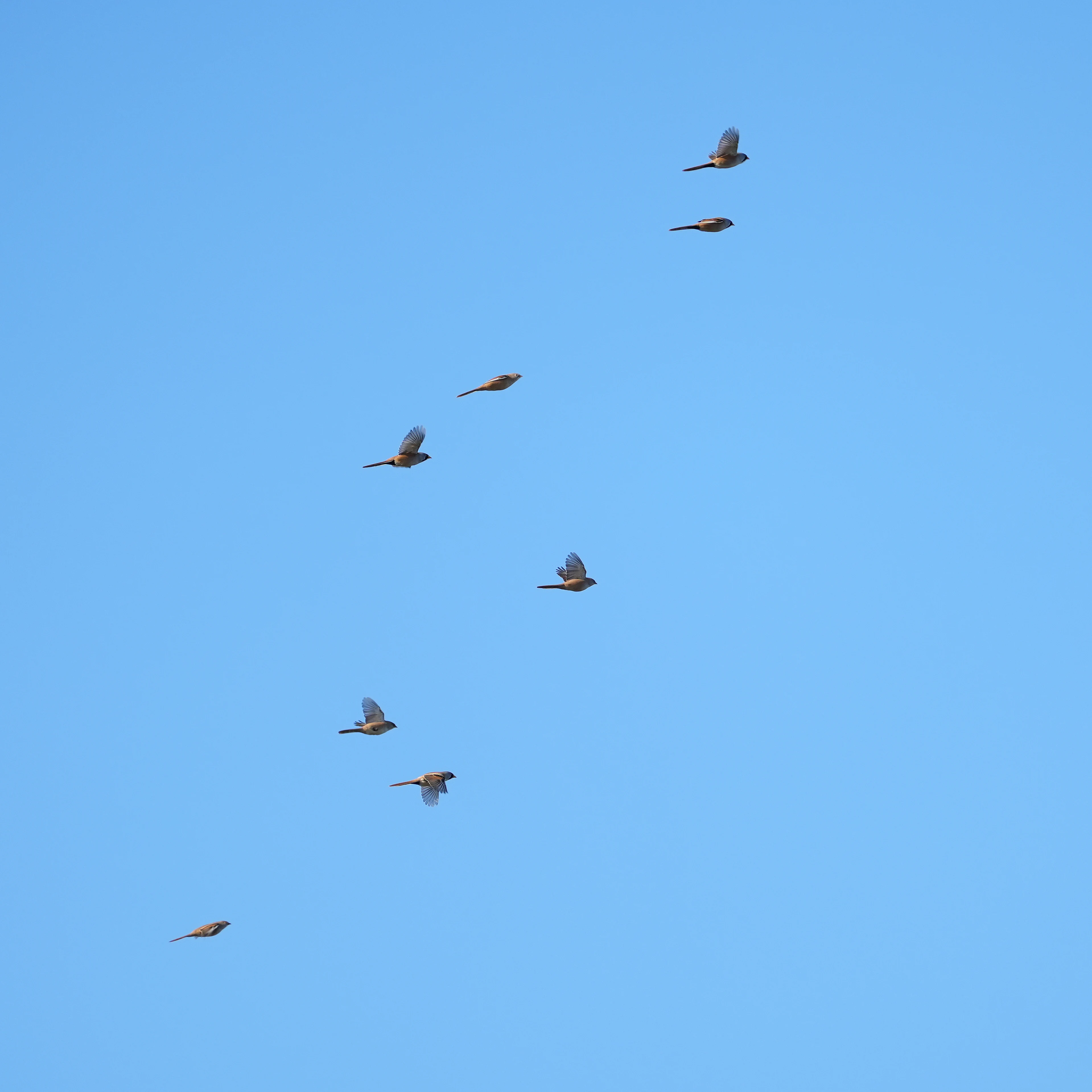 Bearded Reedlings, NWT Cley, Norfolk, UK — photo by Jim Bennett
