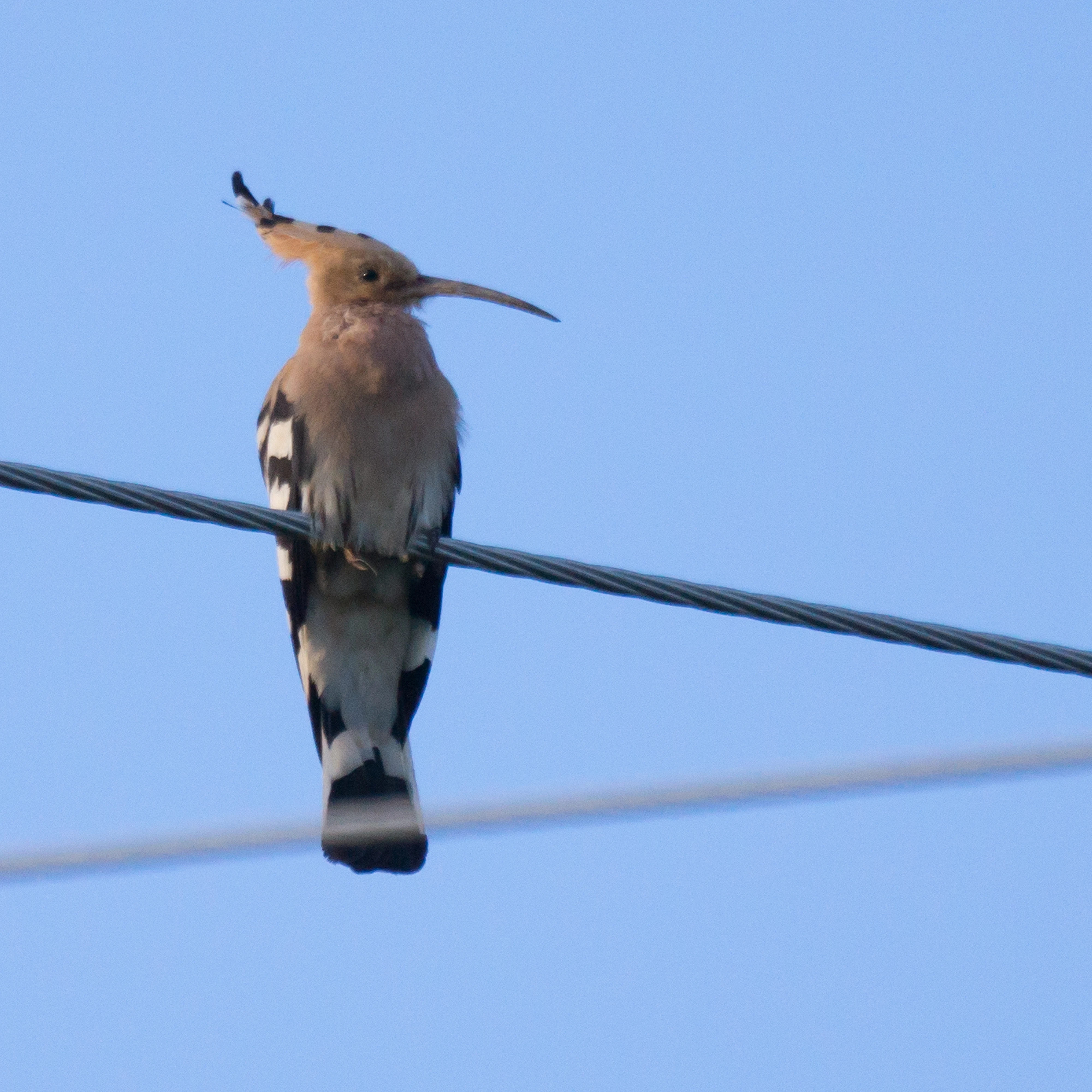 Hoopoe, Vinas Las Torres, Extremadura, Spain — photo by Jim Bennett