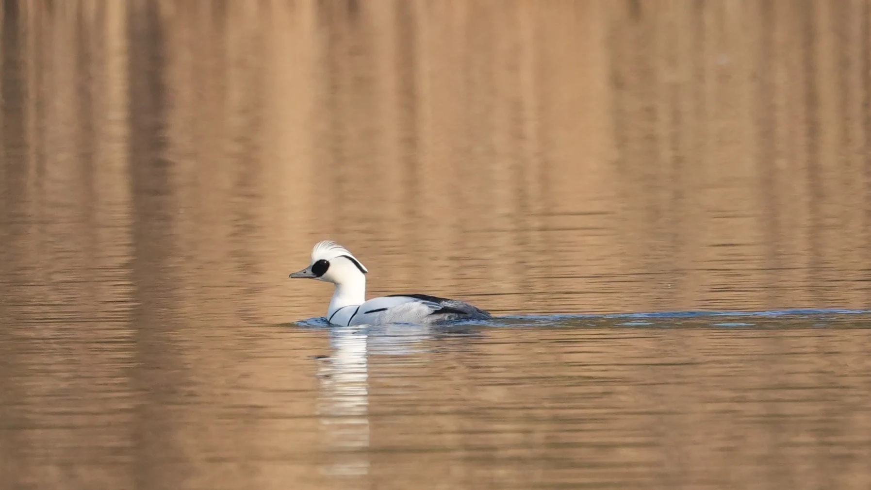 Smew, Natuurpark Lelystad, Lelystad, Flevoland, Netherlands — photo by Jim Bennett