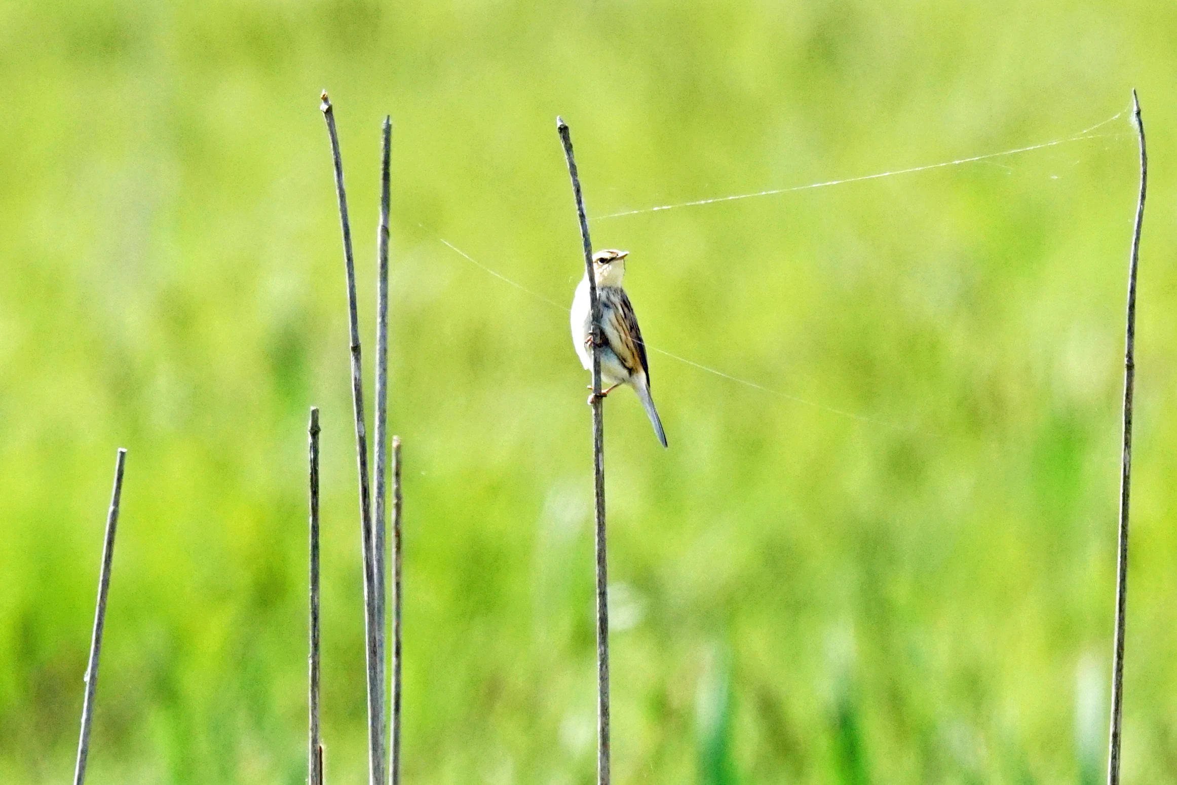 Aquatic Warbler, Dlugaluka, Poland — photo by Jim Bennett