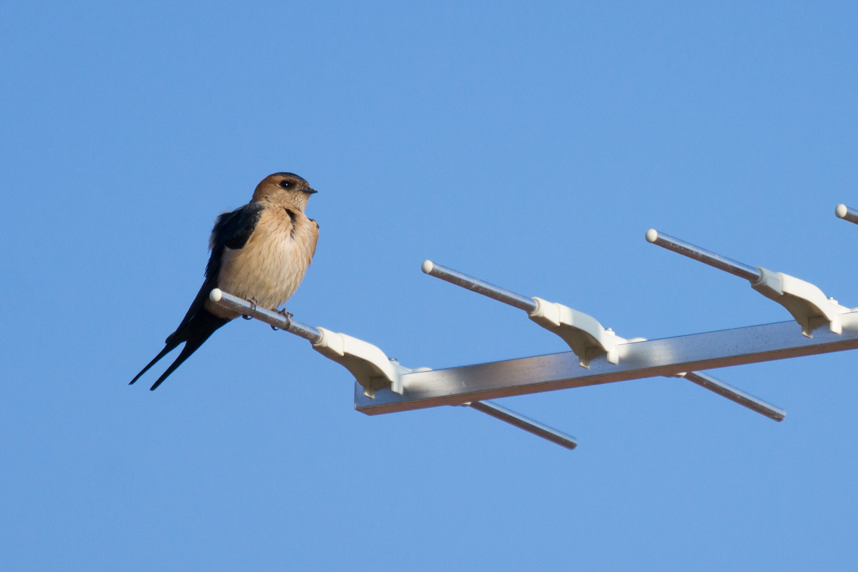 Red-rumped Swallow, Vinas Las Torres, Extremadura, Spain — photo by Jim Bennett