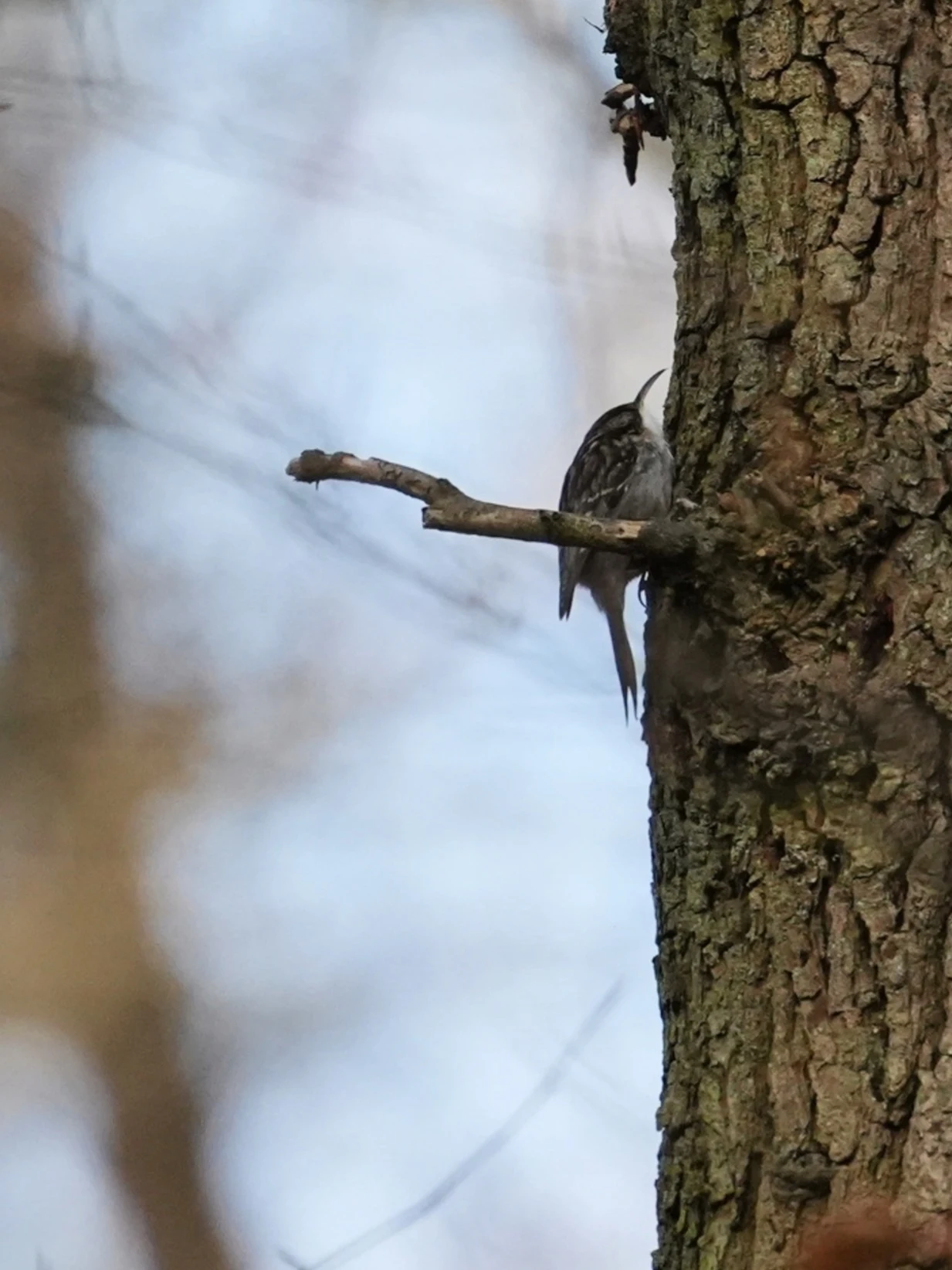 Short-toed Treecreeper, De Motketel, Vaassen, Gelderland, Netherlands — photo by Jim Bennett