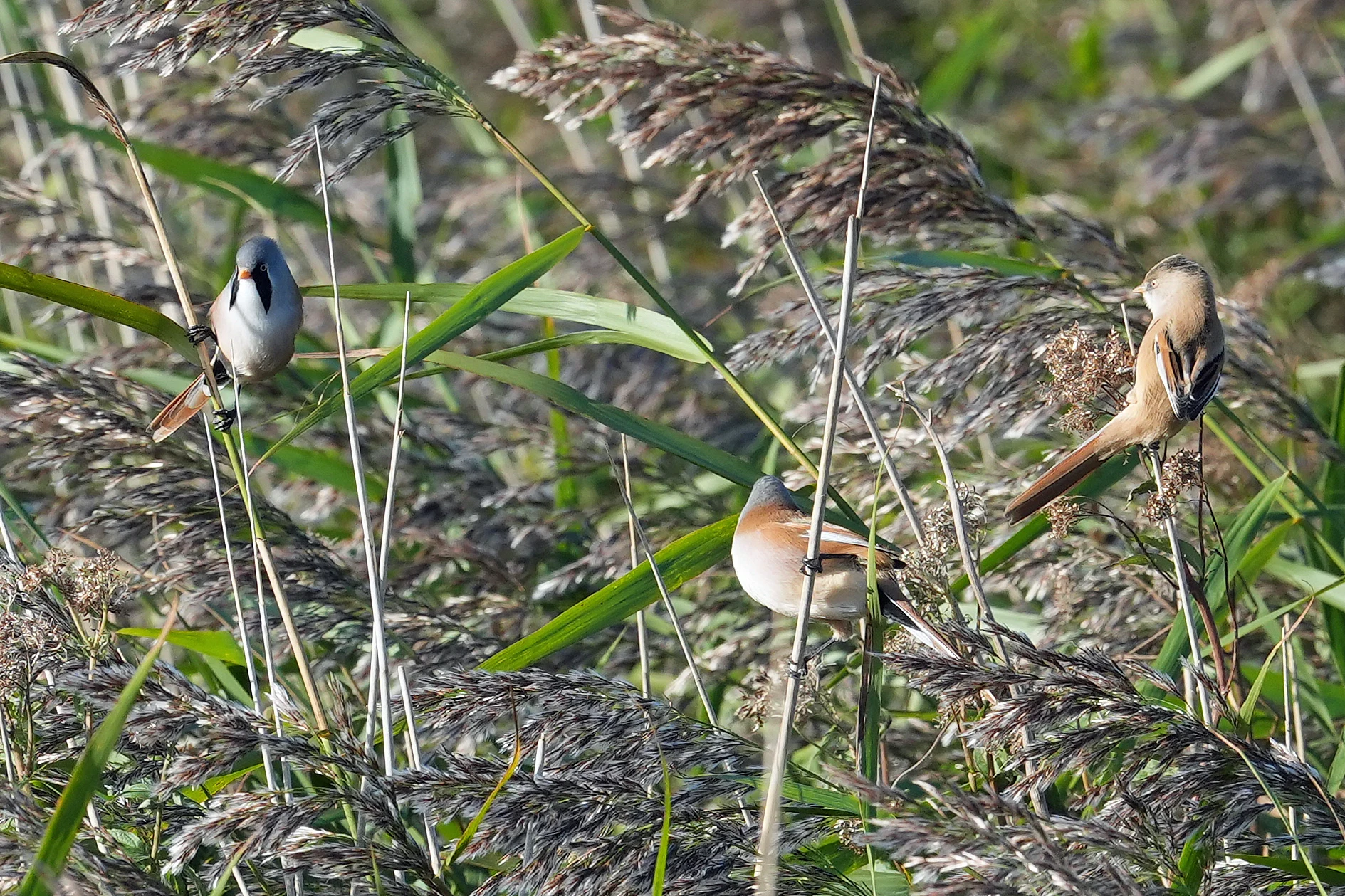 Bearded Reedlings, NWT Cley, Norfolk, UK — photo by Jim Bennett