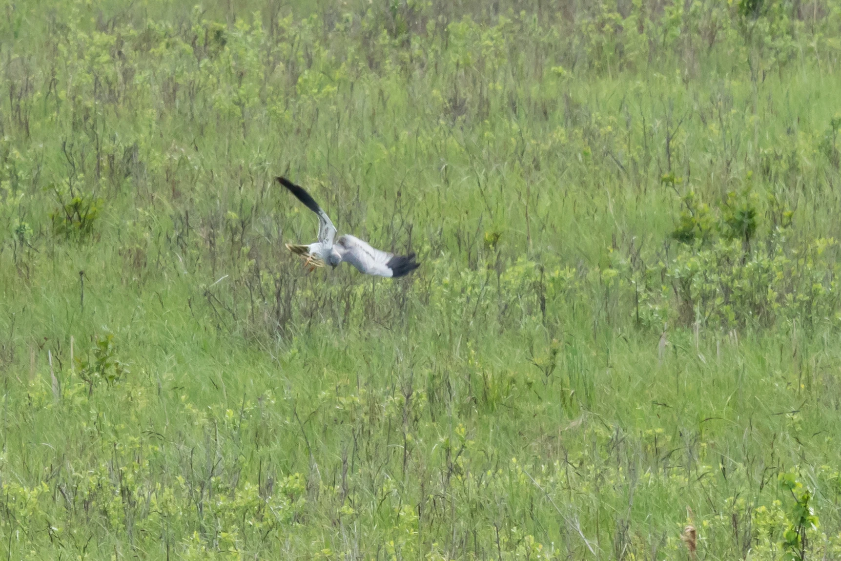 Montagu's Harrier, Elk Tower near Dlugaluka, Poland — photo by Jim Bennett