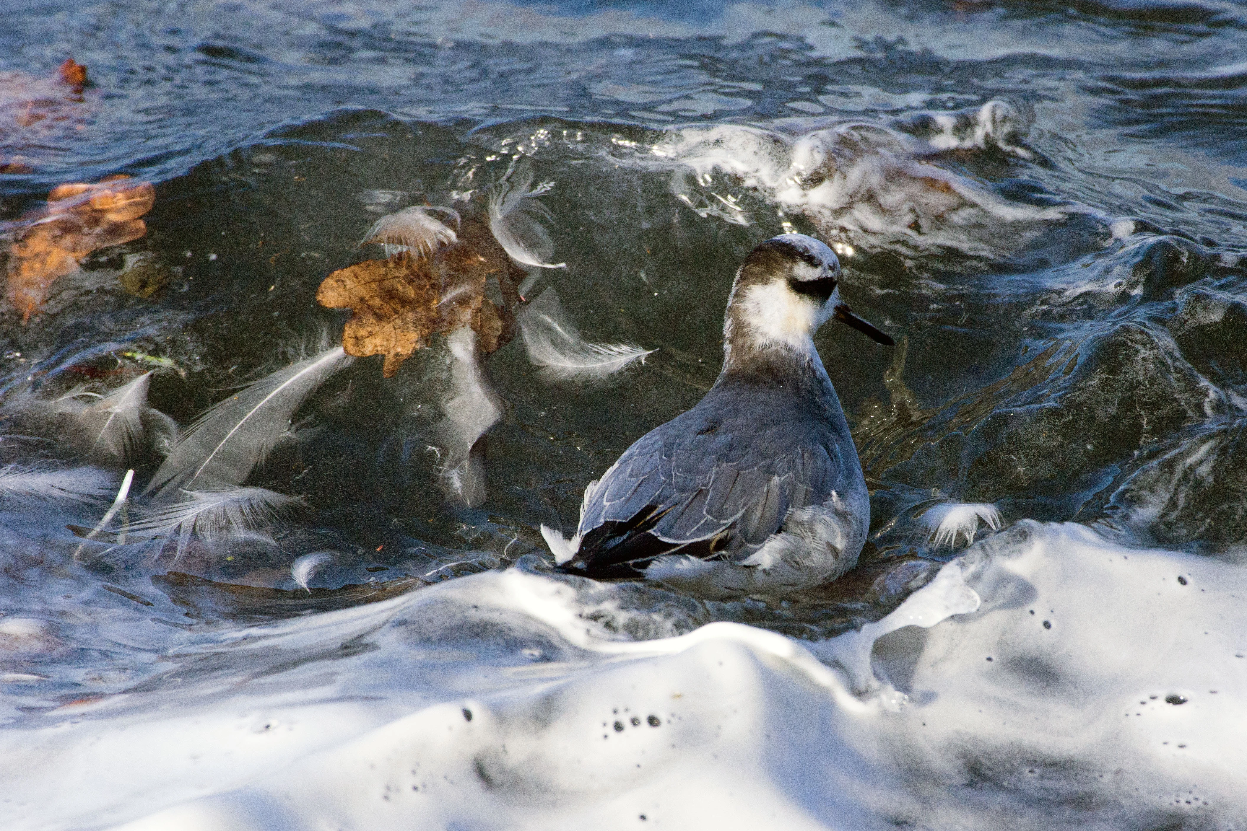 Grey Phalarope (Red Phalarope), Farmoor, Oxfordshire, UK — photo by Jim Bennett