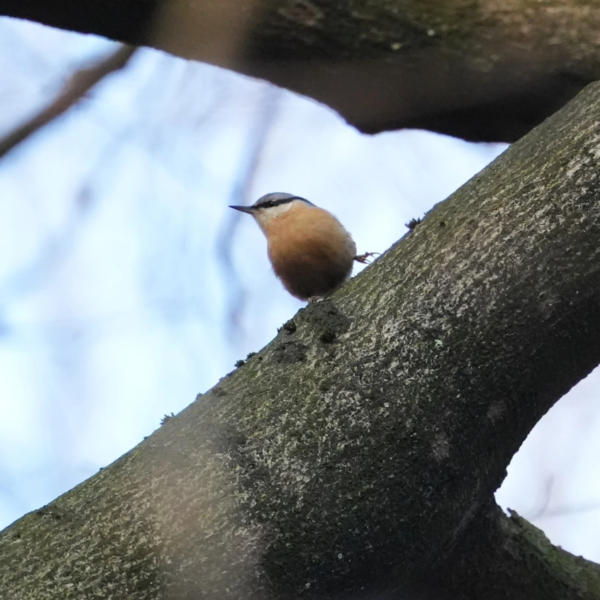 Nuthatch, De Motketel, Vaassen, Gelderland, Netherlands — photo by Jim Bennett