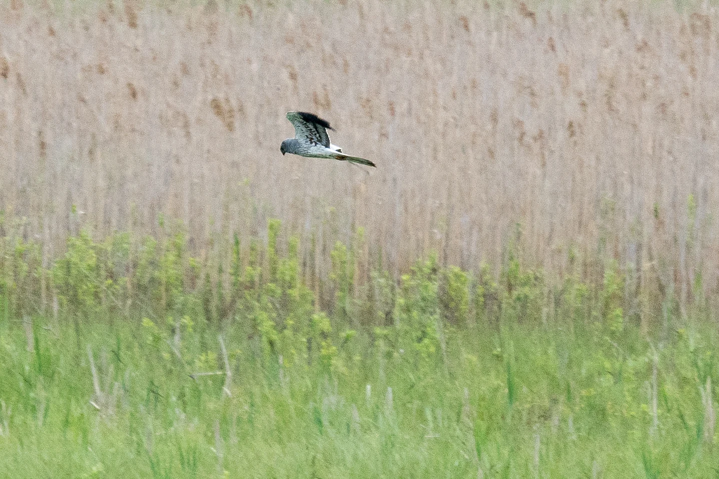 Montagu's Harrier, Elk Tower near Dlugaluka, Poland — photo by Jim Bennett