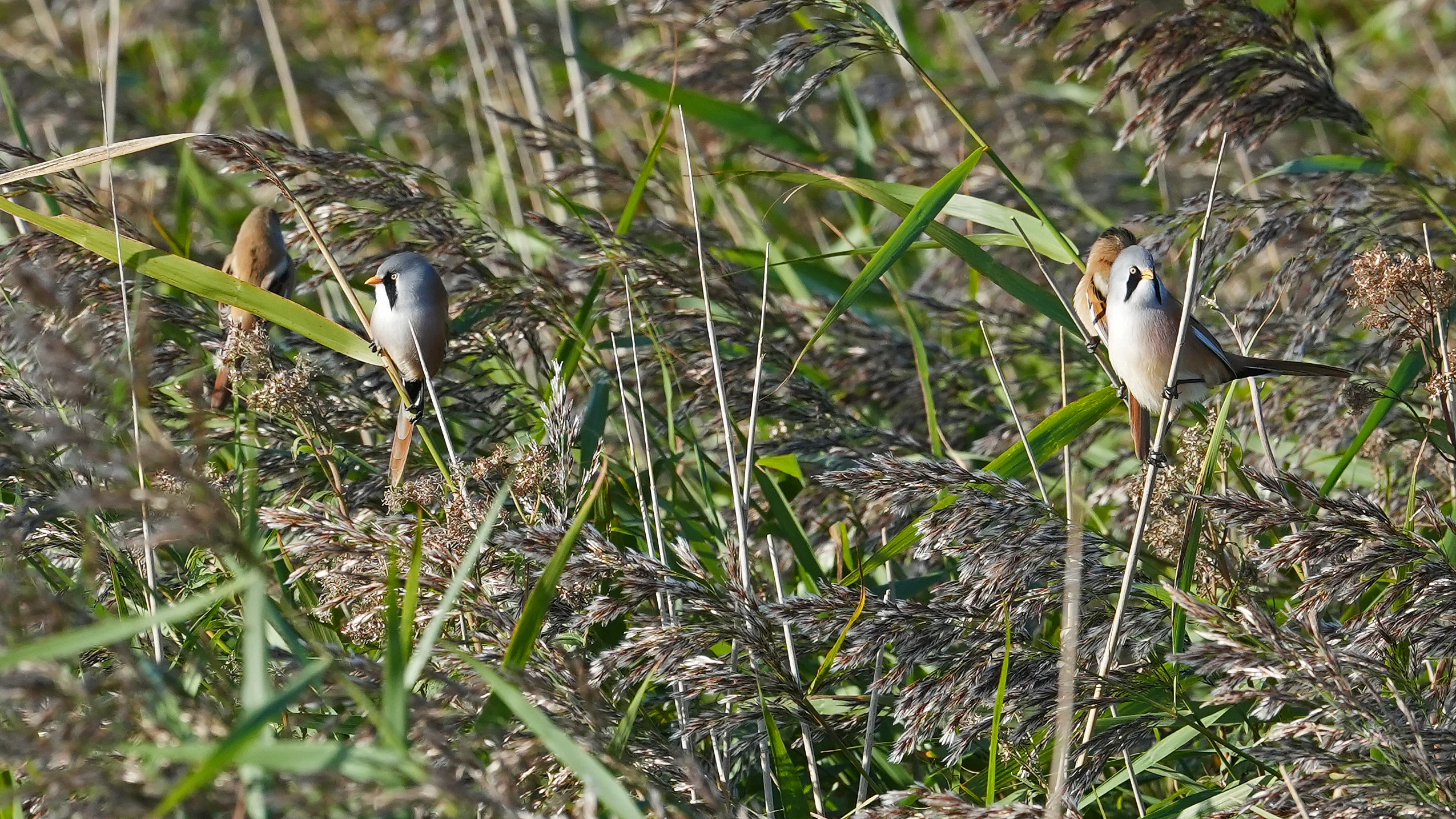 Bearded Reedlings, NWT Cley, Norfolk, UK — photo by Jim Bennett