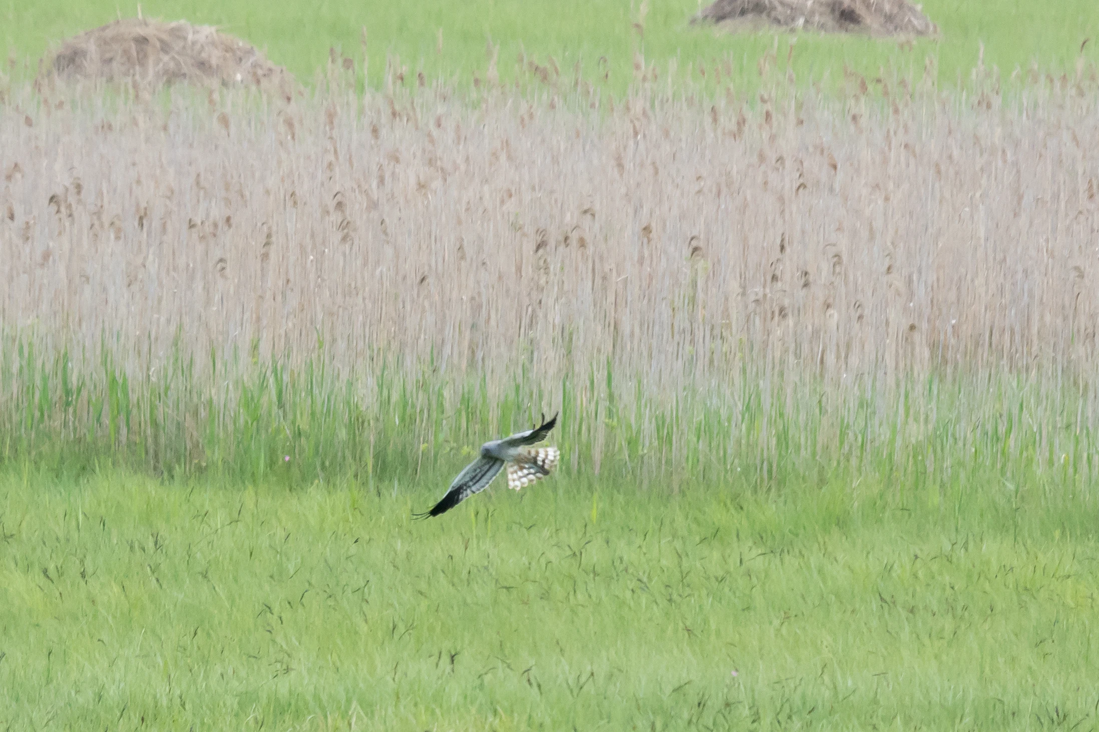 Montagu's Harrier, Elk Tower near Dlugaluka, Poland — photo by Jim Bennett