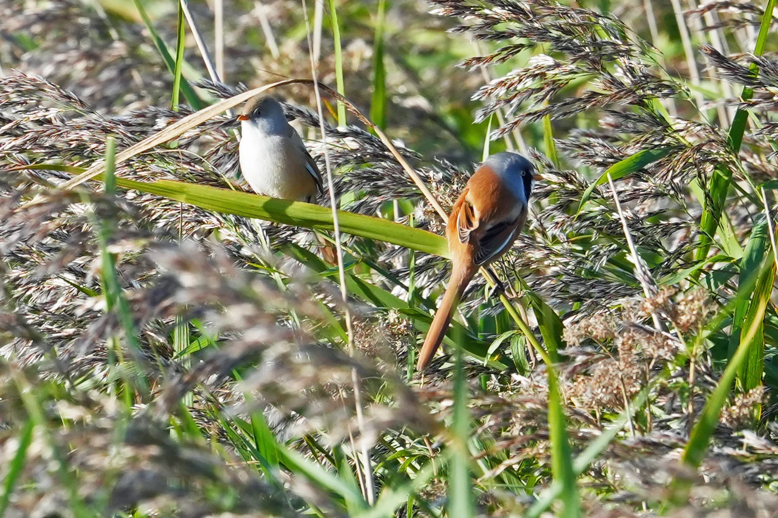 Bearded Reedlings, NWT Cley, Norfolk, UK — photo by Jim Bennett