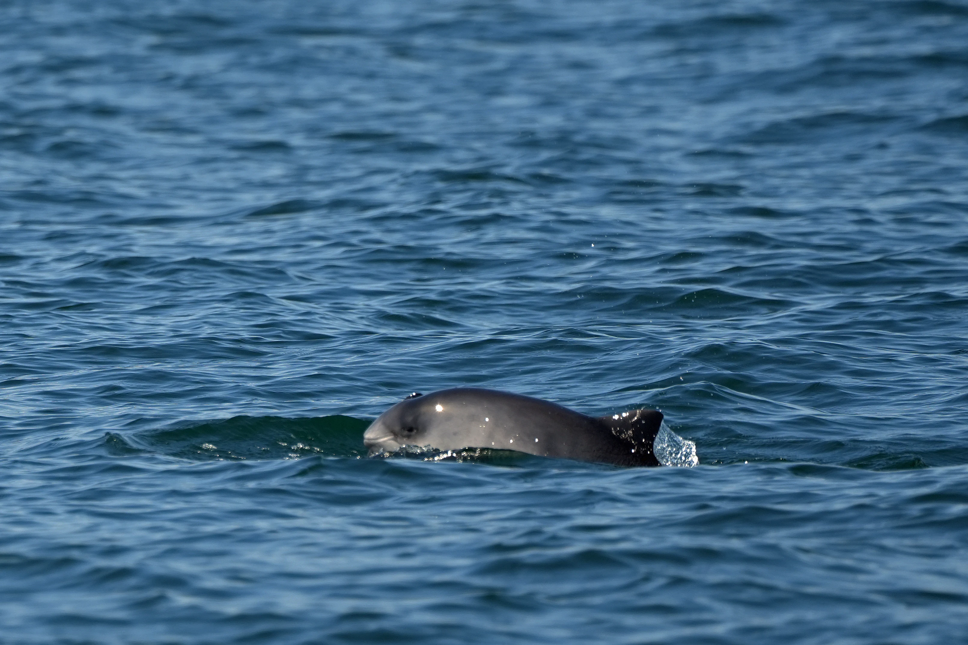 Harbour Porpoise (Harbor Porpoise), Falmouth Bay, Cornwall, UK — photo by Jim Bennett