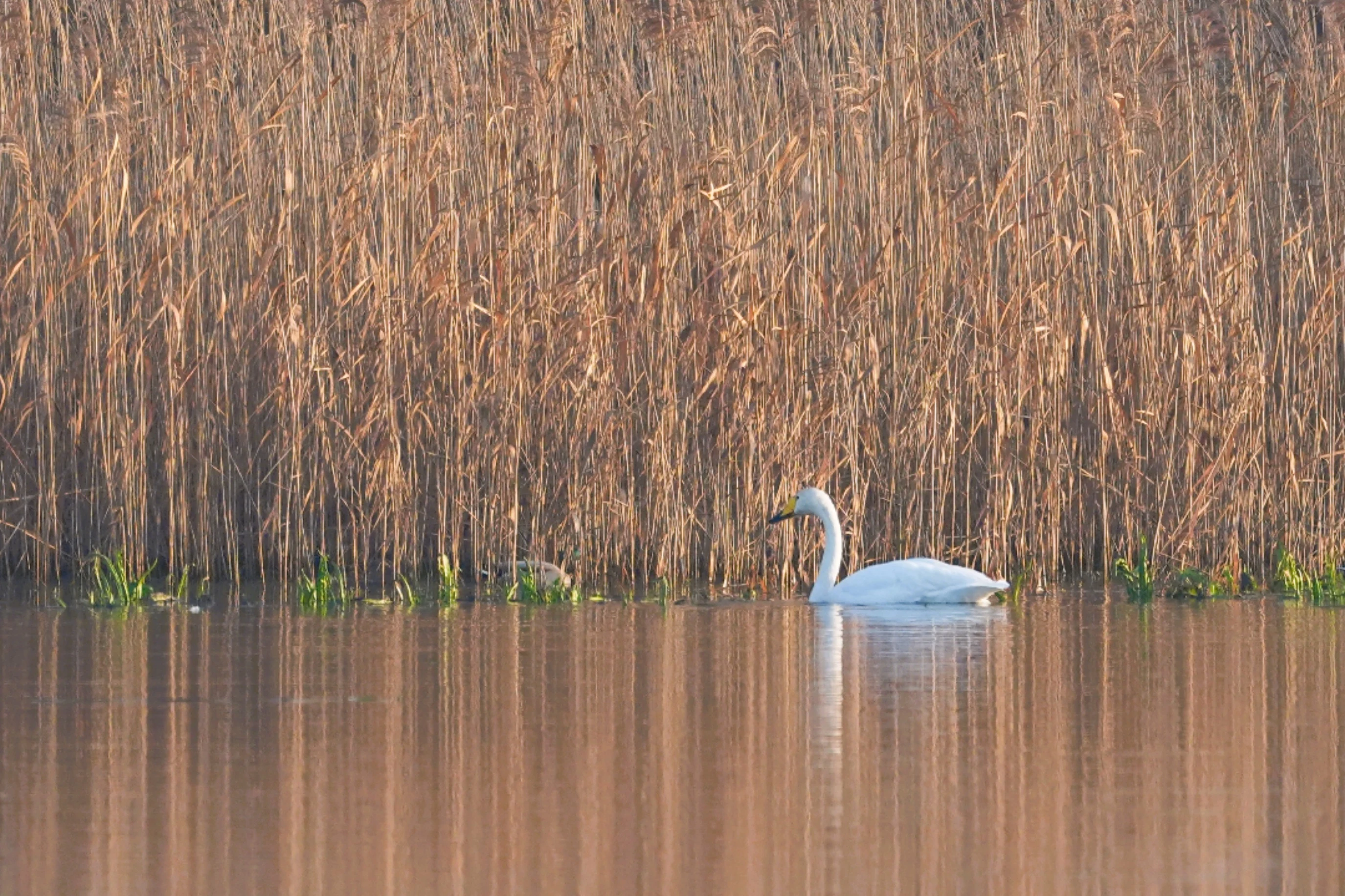 Whooper Swan, Oostvaardesplassen, Flevoland, Netherlands — photo by Jim Bennett