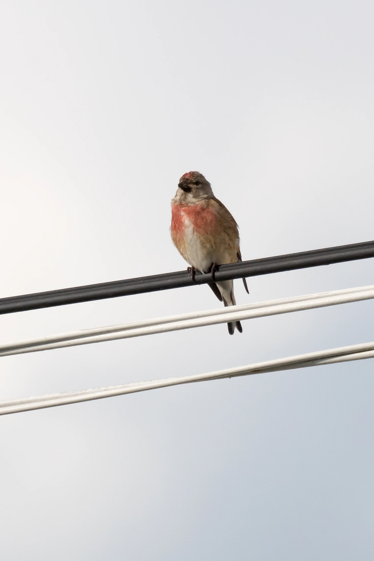 Linnet, Goniadz, Poland — photo by Jim Bennett