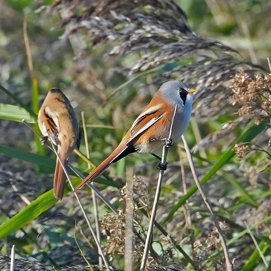Bearded Reedlings, NWT Cley, Norfolk, UK — photo by Jim Bennett