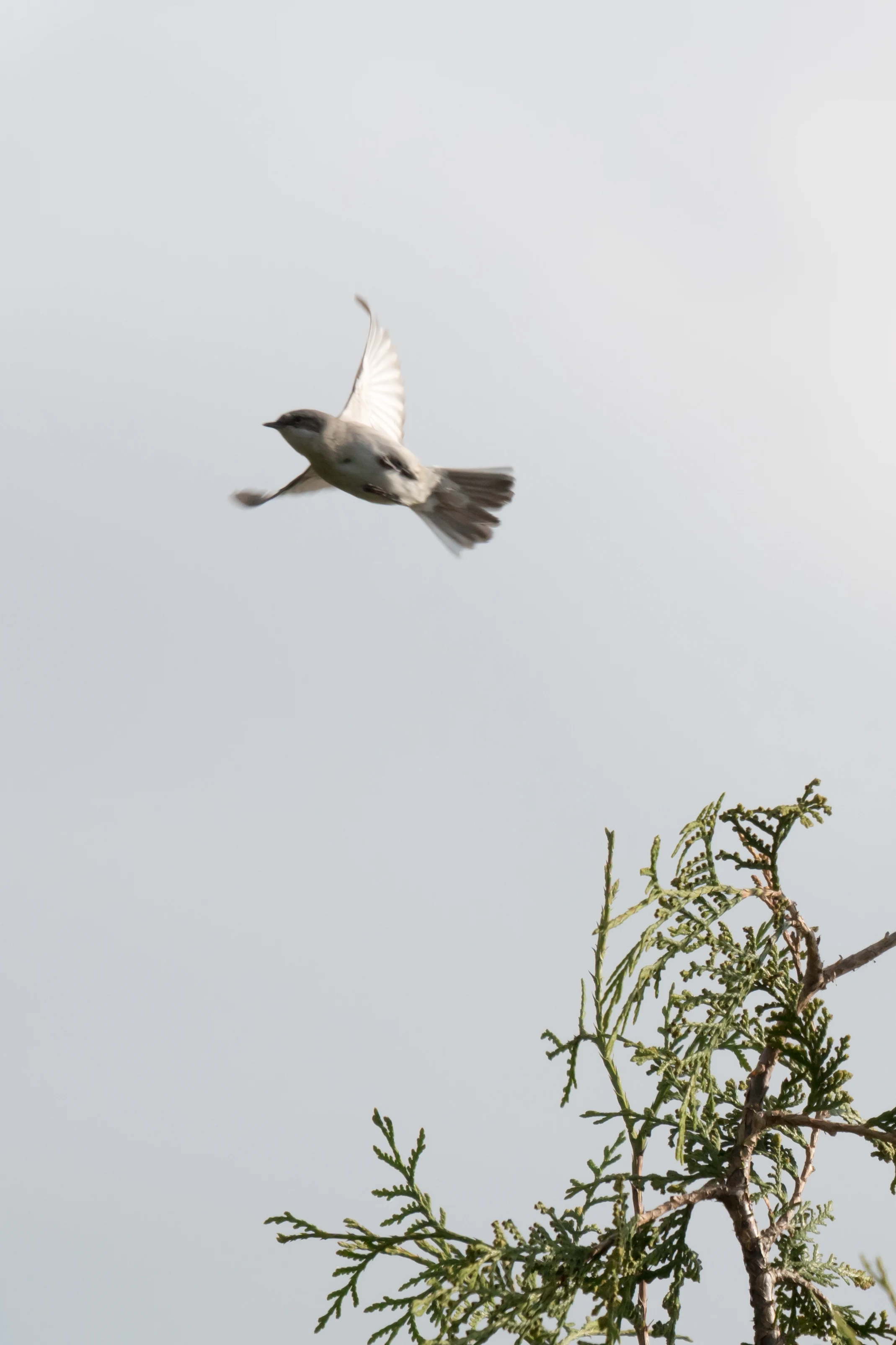 Lesser Whitethroat, Goniadz, Poland — photo by Jim Bennett