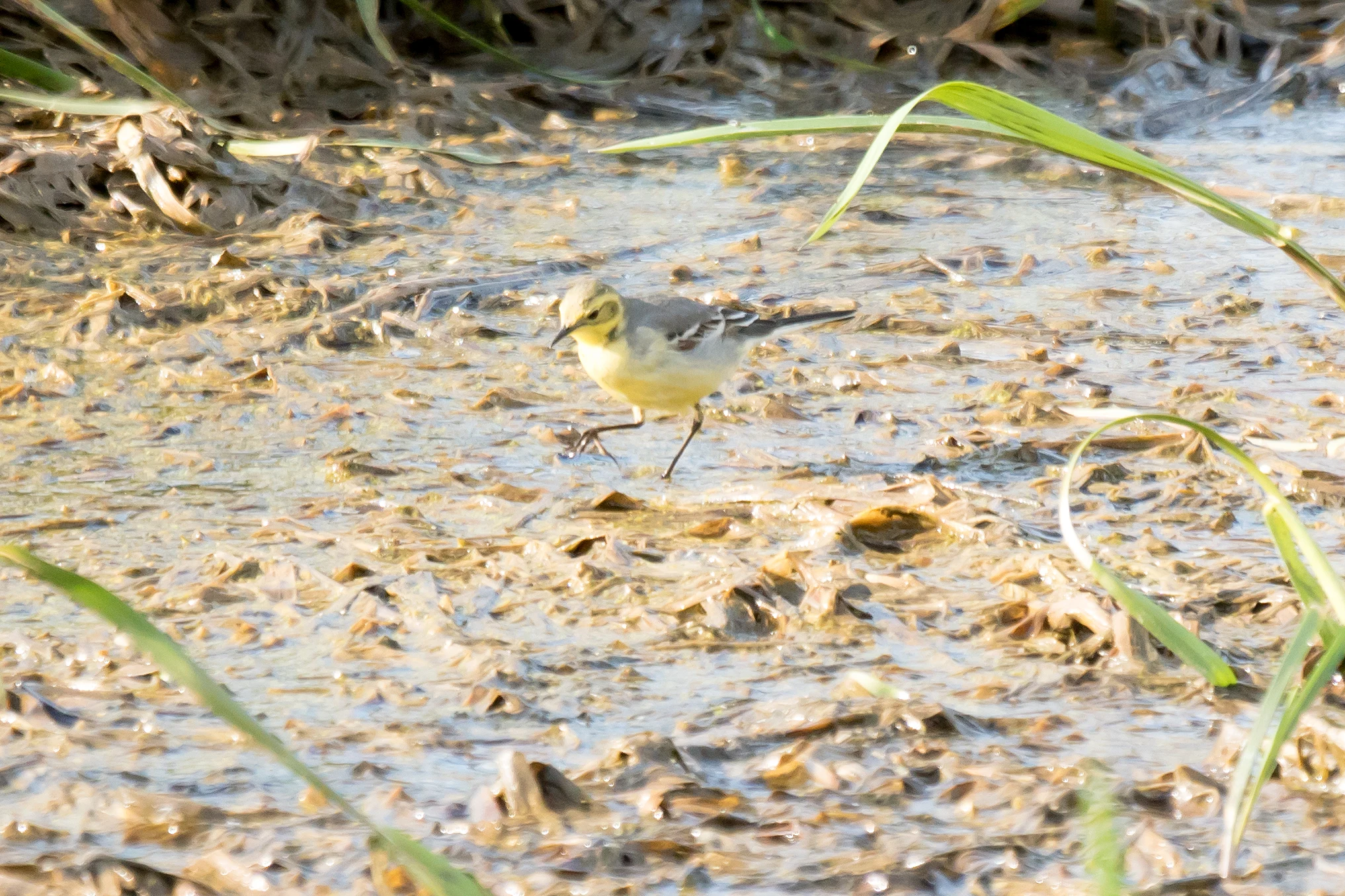 Citrine Wagtail, Goniadz, Poland — photo by Jim Bennett
