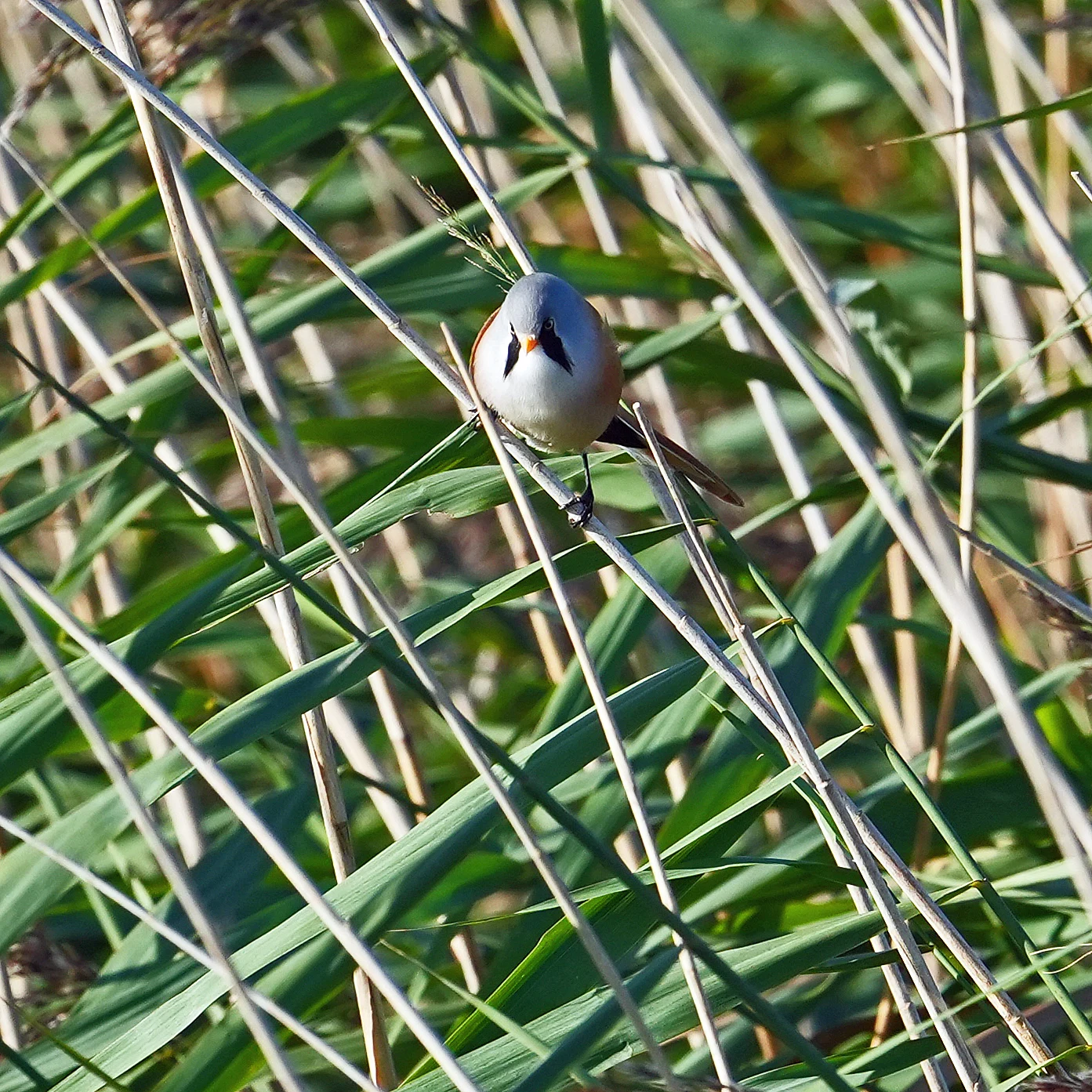 Bearded Reedling, NWT Cley, Norfolk, UK — photo by Jim Bennett