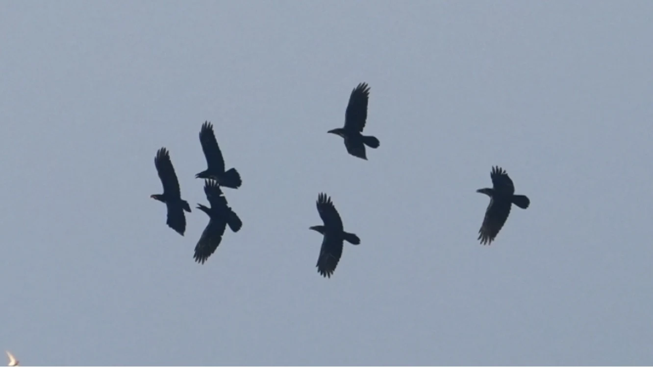 Ravens, Oostvaardesplassen, Flevoland, Netherlands — photo by Jim Bennett