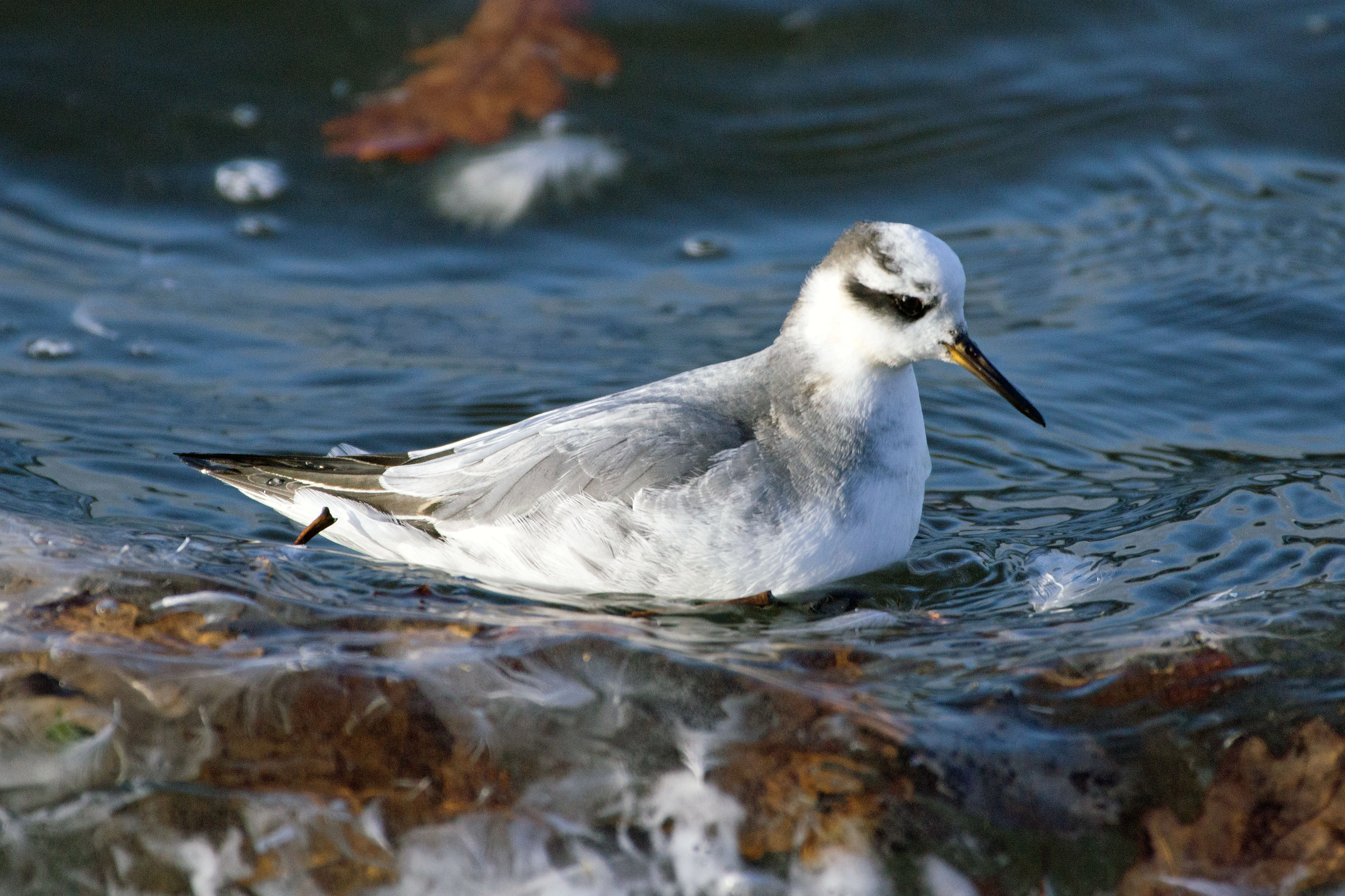 Grey Phalarope (Red Phalarope), Farmoor, Oxfordshire, UK — photo by Jim Bennett
