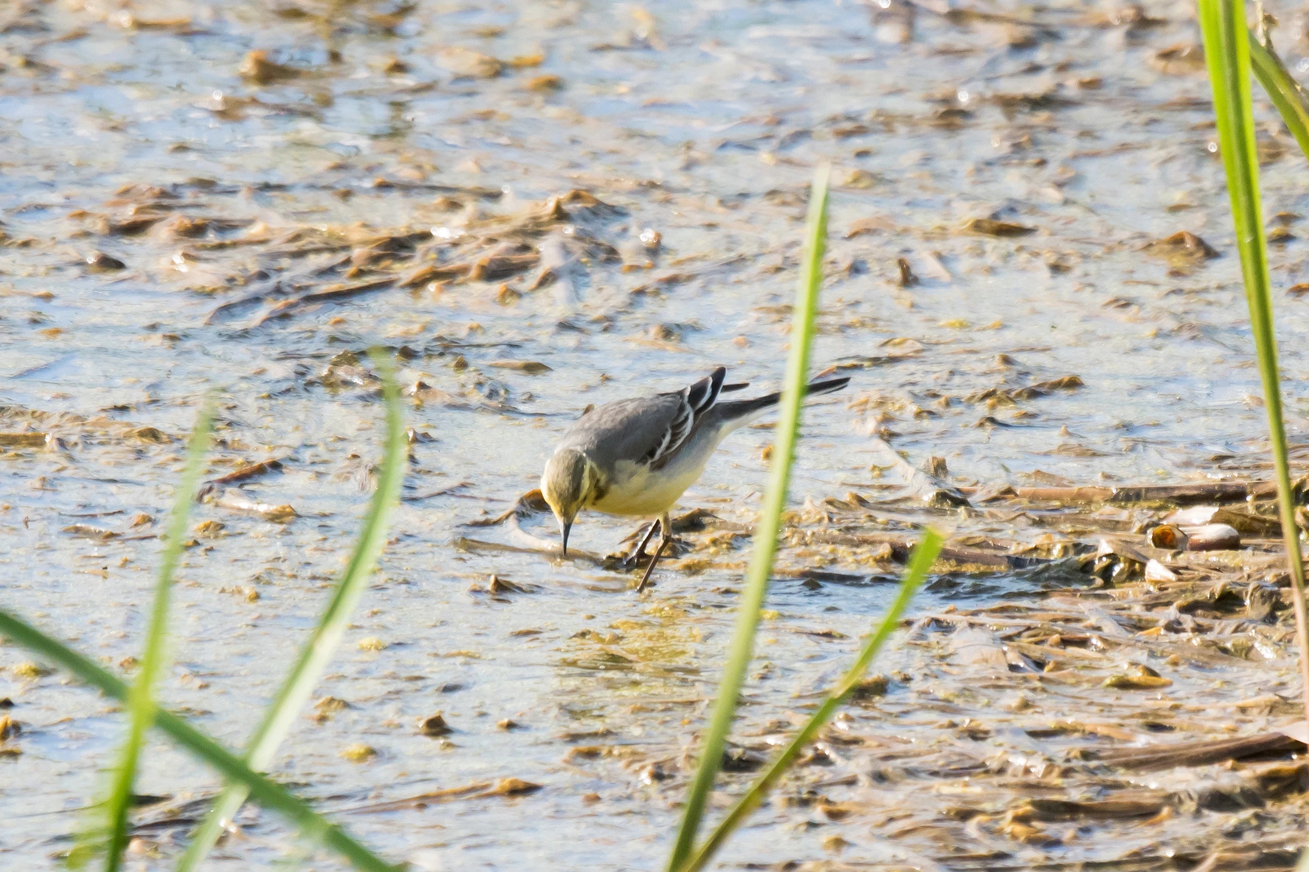 Citrine Wagtail, Goniadz, Poland — photo by Jim Bennett