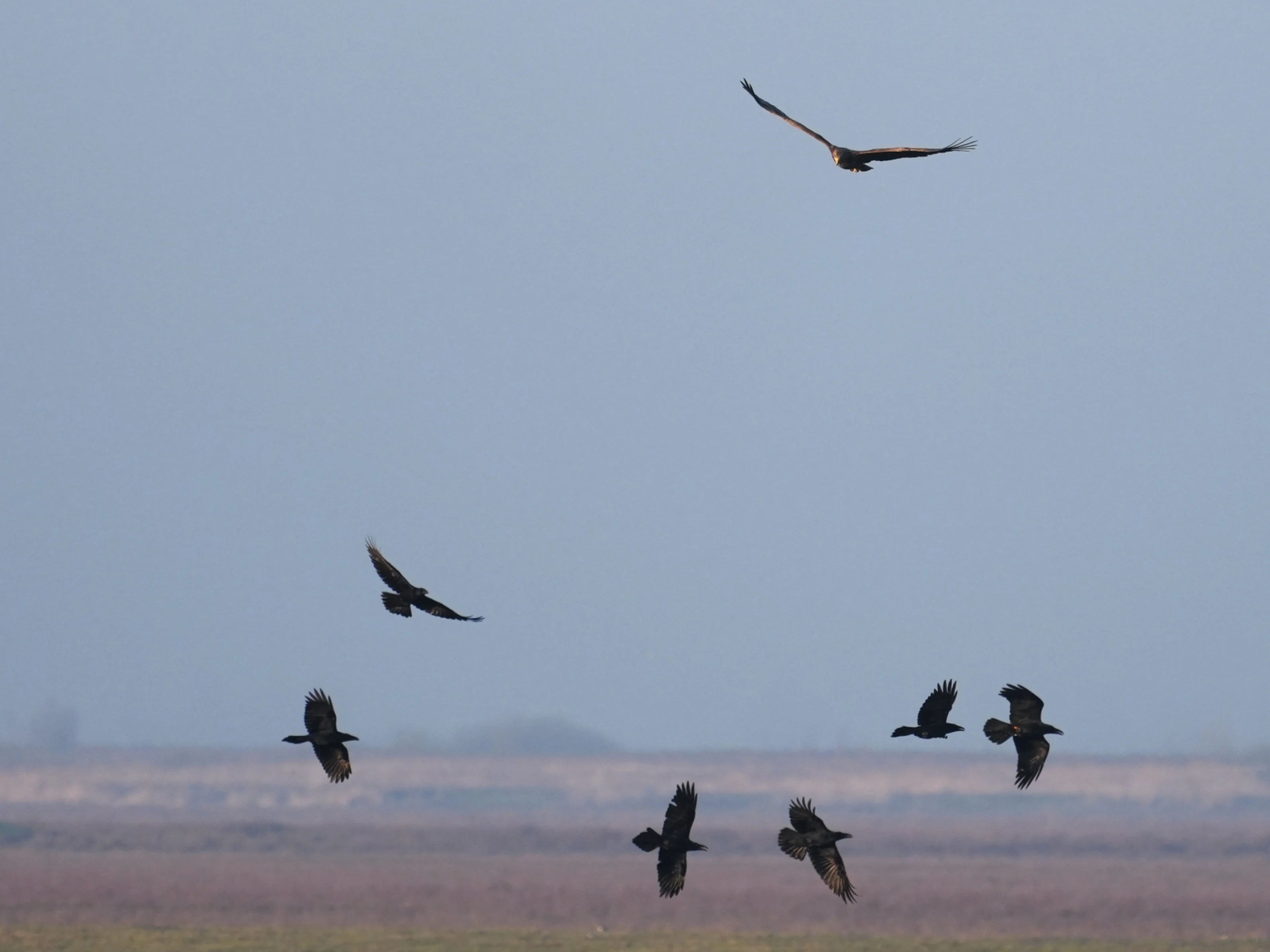 White-tailed Eagle & Raven, Oostvaardesplassen, Flevoland, Netherlands — photo by Jim Bennett