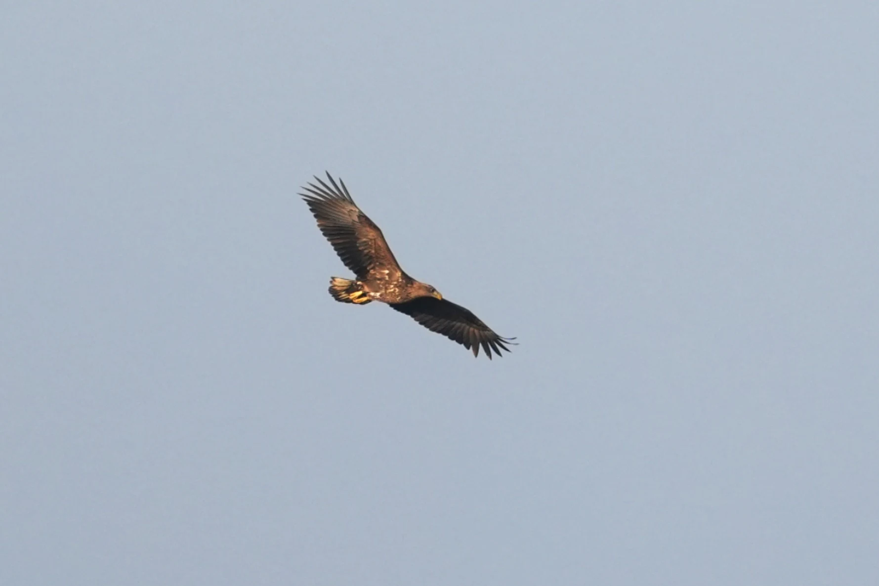 White-tailed Eagle, Oostvaardesplassen, Flevoland, Netherlands — photo by Jim Bennett