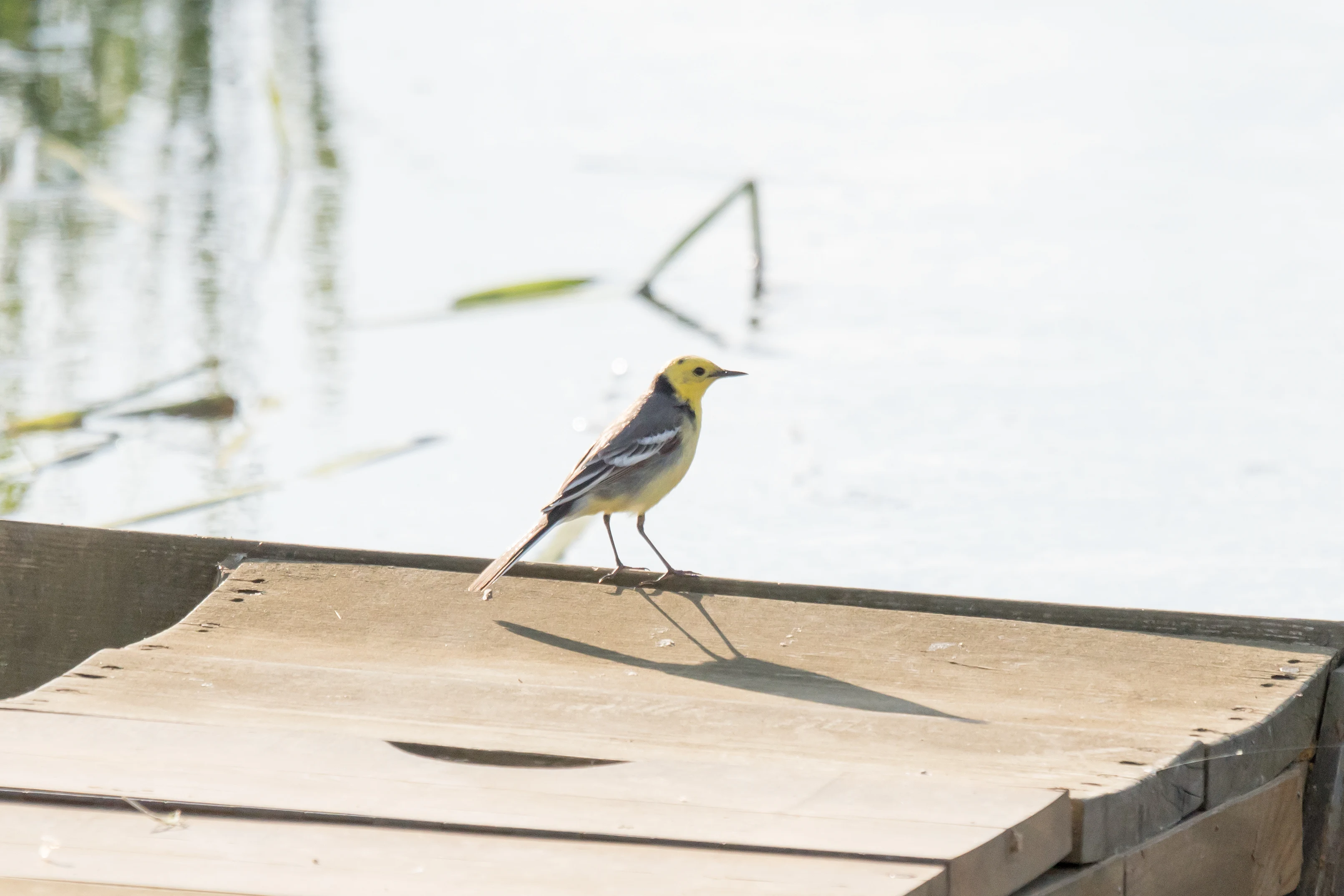 Citrine Wagtail, Goniadz, Poland — photo by Jim Bennett