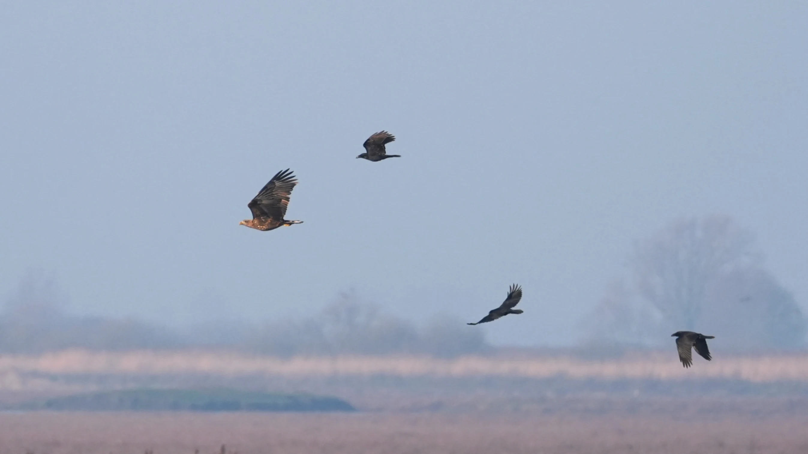 White-tailed Eagle & Raven, Oostvaardesplassen, Flevoland, Netherlands — photo by Jim Bennett