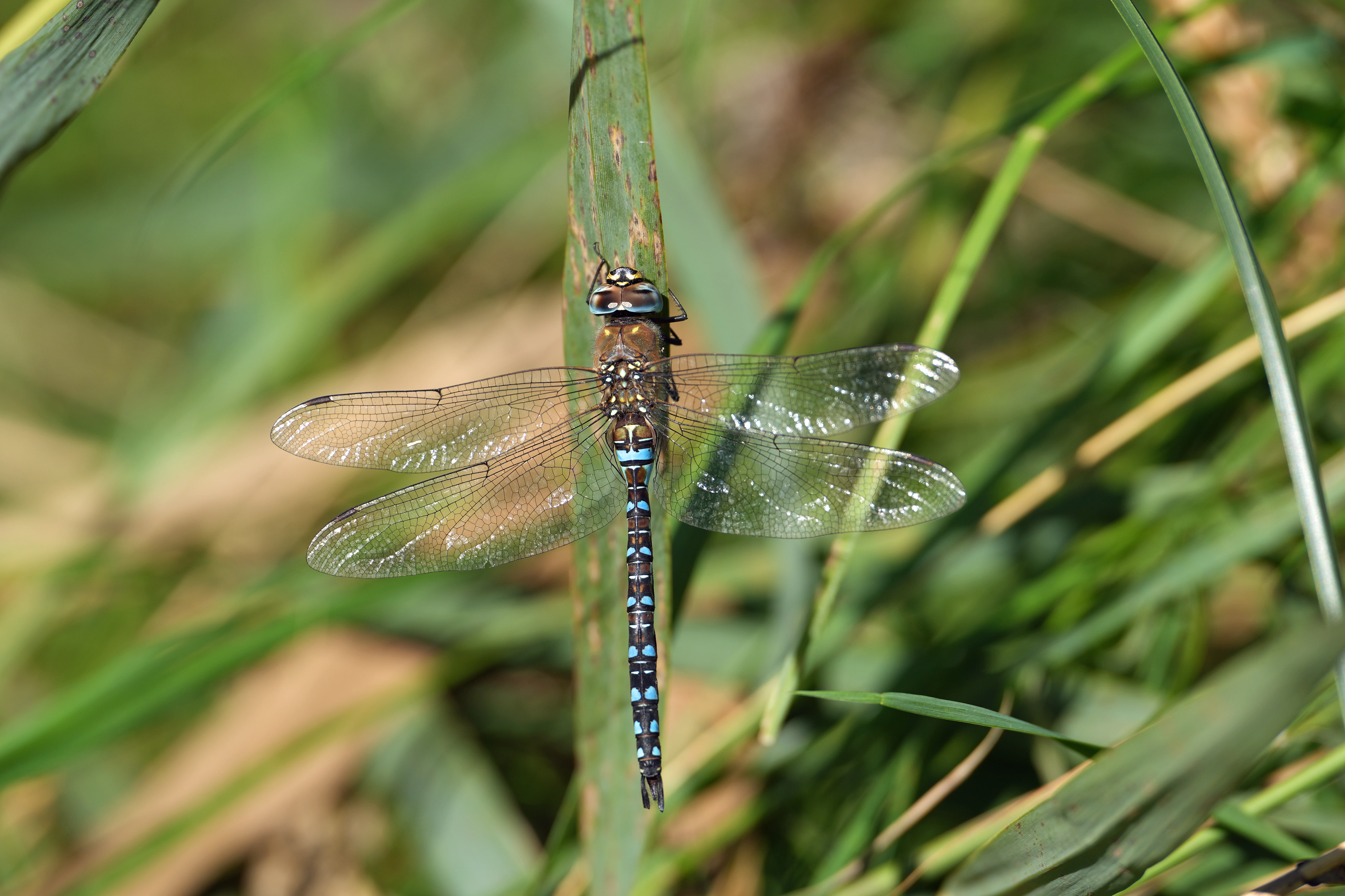 Hawker Dragonfly, NOA Walsey Hills, Norfolk, UK — photo by Jim Bennett