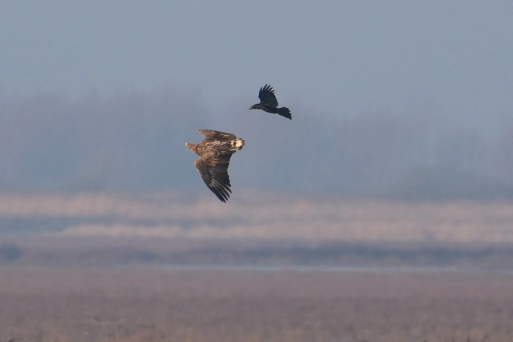 White-tailed Eagle & Raven, Oostvaardesplassen, Flevoland, Netherlands — photo by Jim Bennett