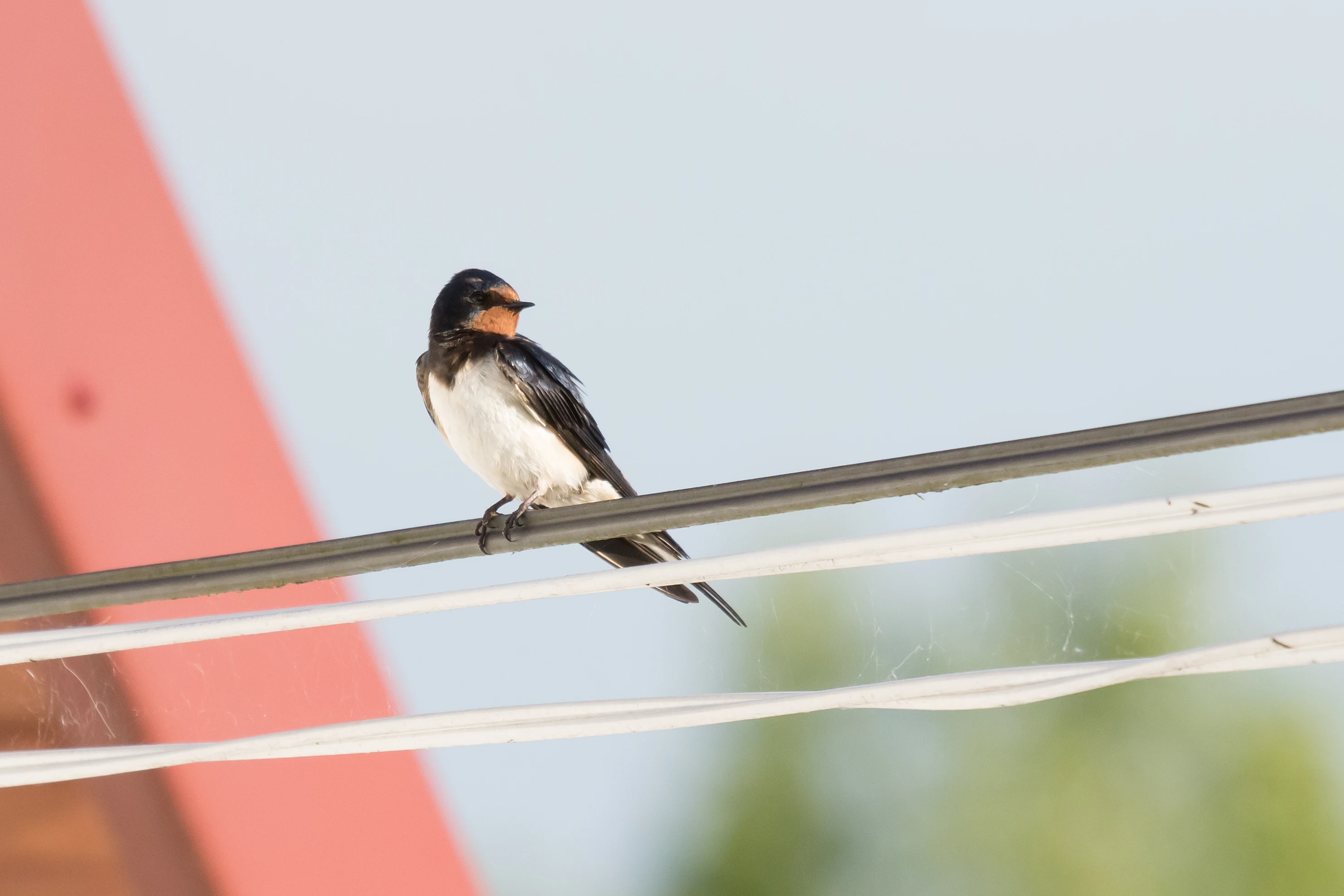 Barn Swallow, Goniadz, Poland — photo by Jim Bennett