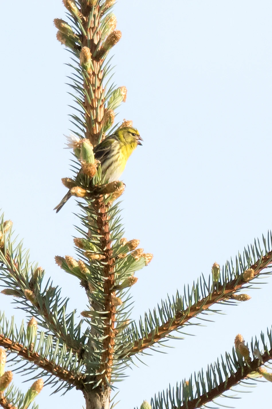 Serin, Goniadz, Poland — photo by Jim Bennett