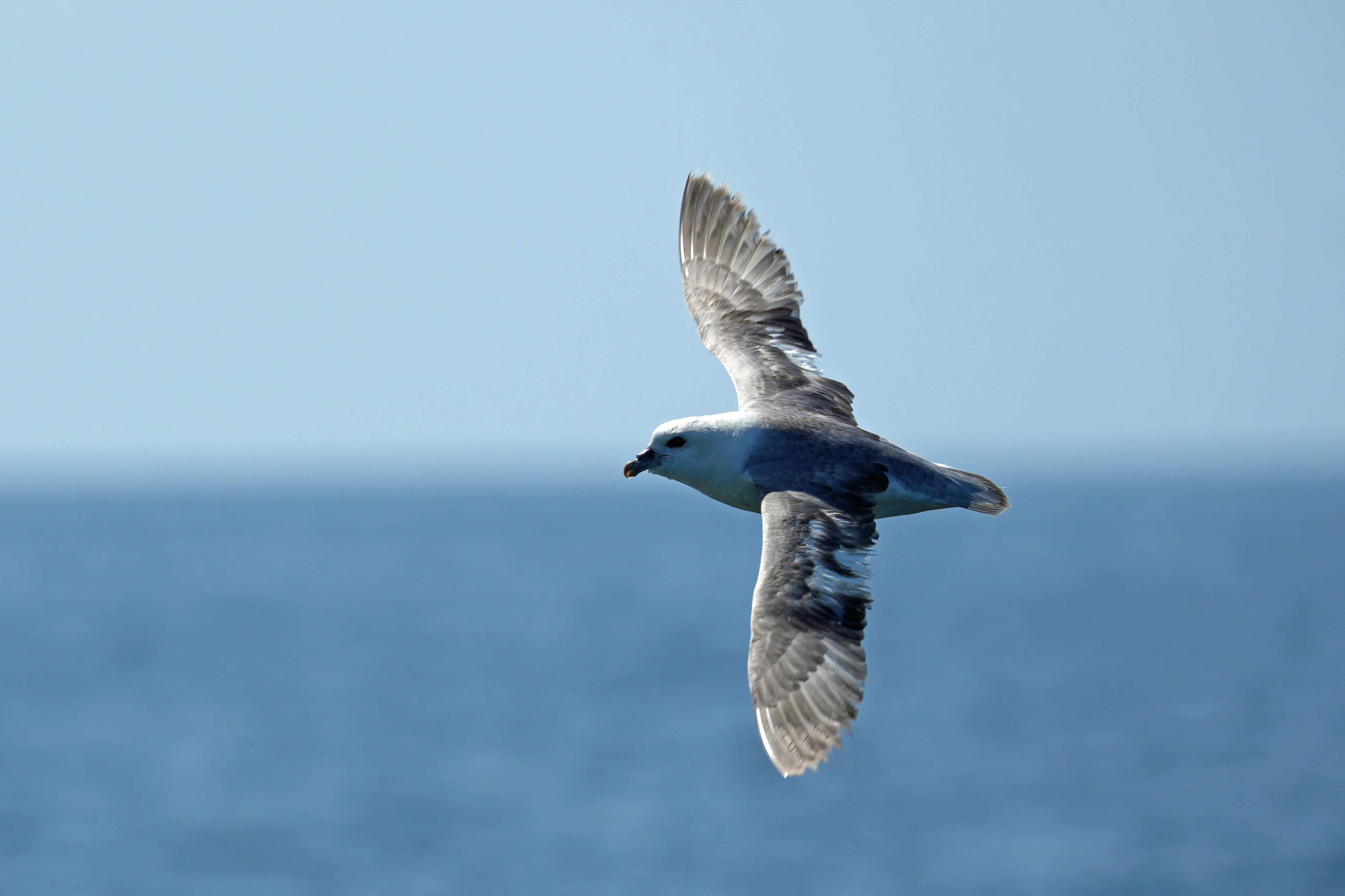 Northern Fulmar, Falmouth Bay, Cornwall, UK — photo by Jim Bennett
