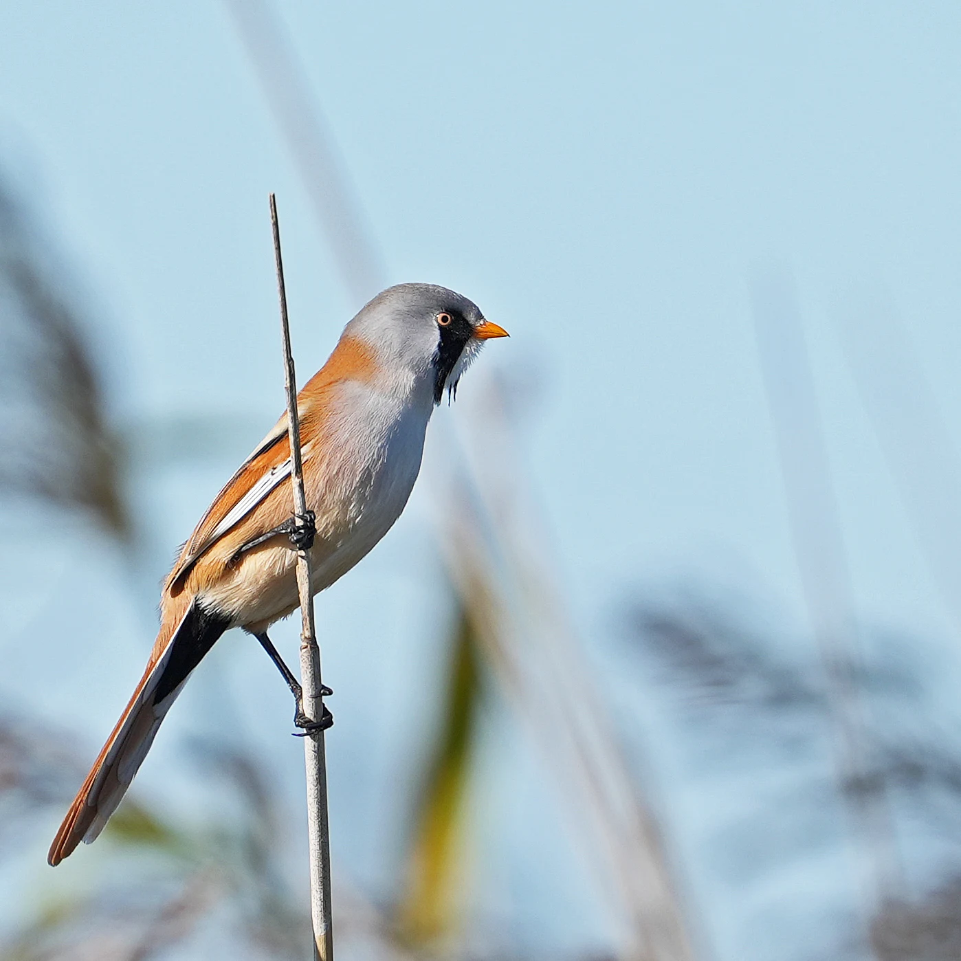 Bearded Reedling, NWT Cley, Norfolk, UK — photo by Jim Bennett