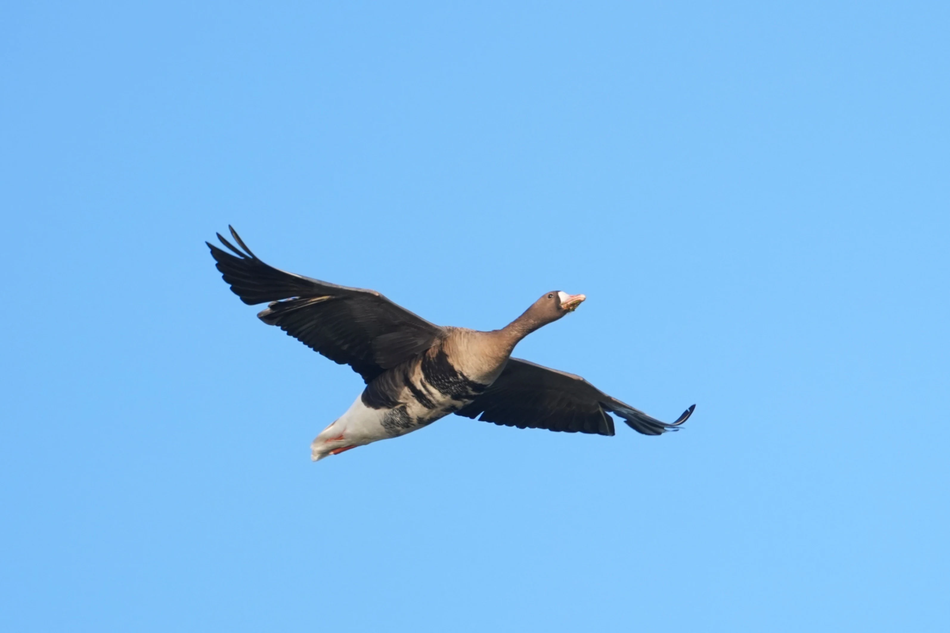 White-fronted Goose, Oostvaardesplassen, Flevoland, Netherlands — photo by Jim Bennett