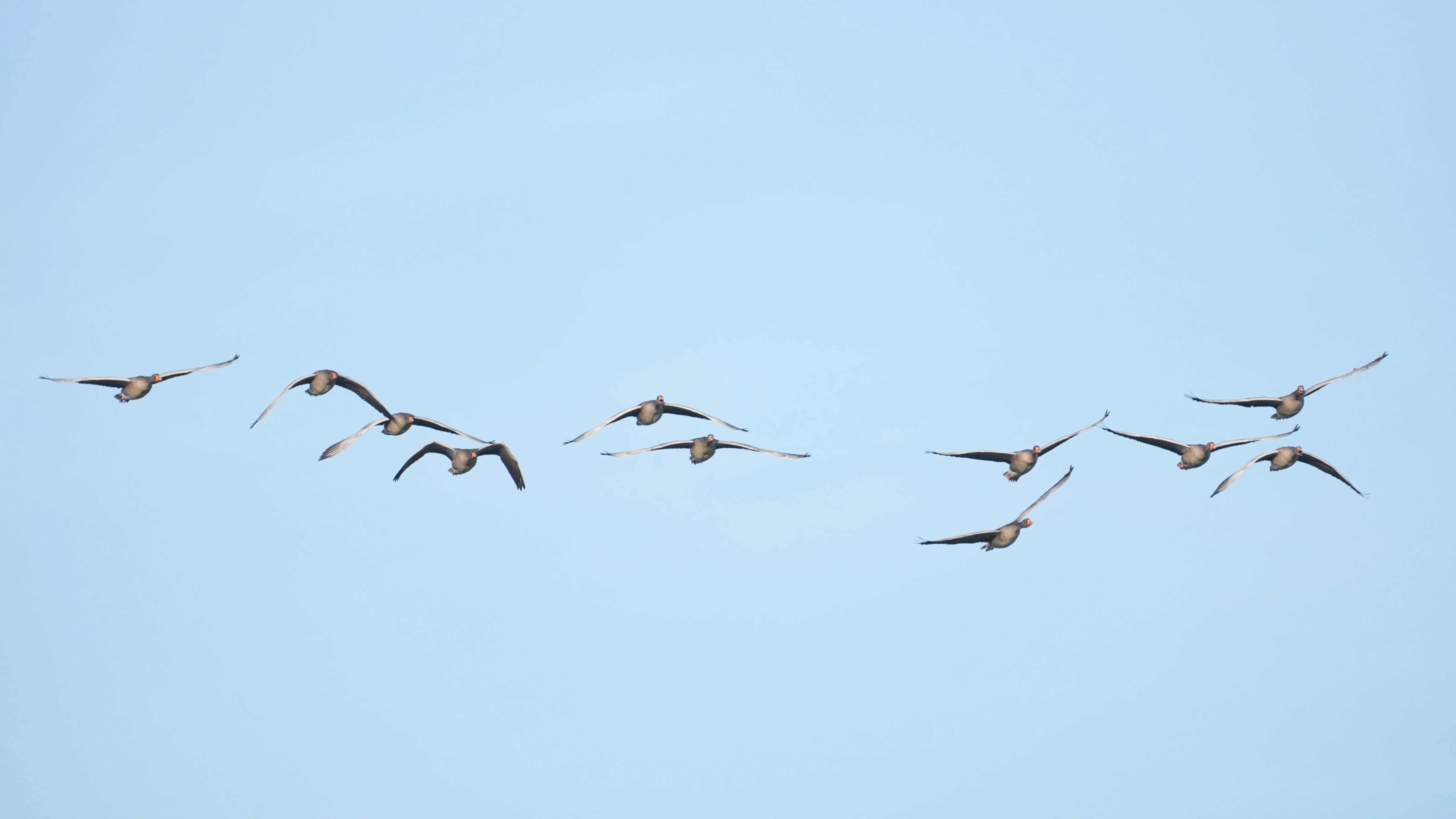 Greylag Geese, Oostvaardesplassen, Flevoland, Netherlands — photo by Jim Bennett