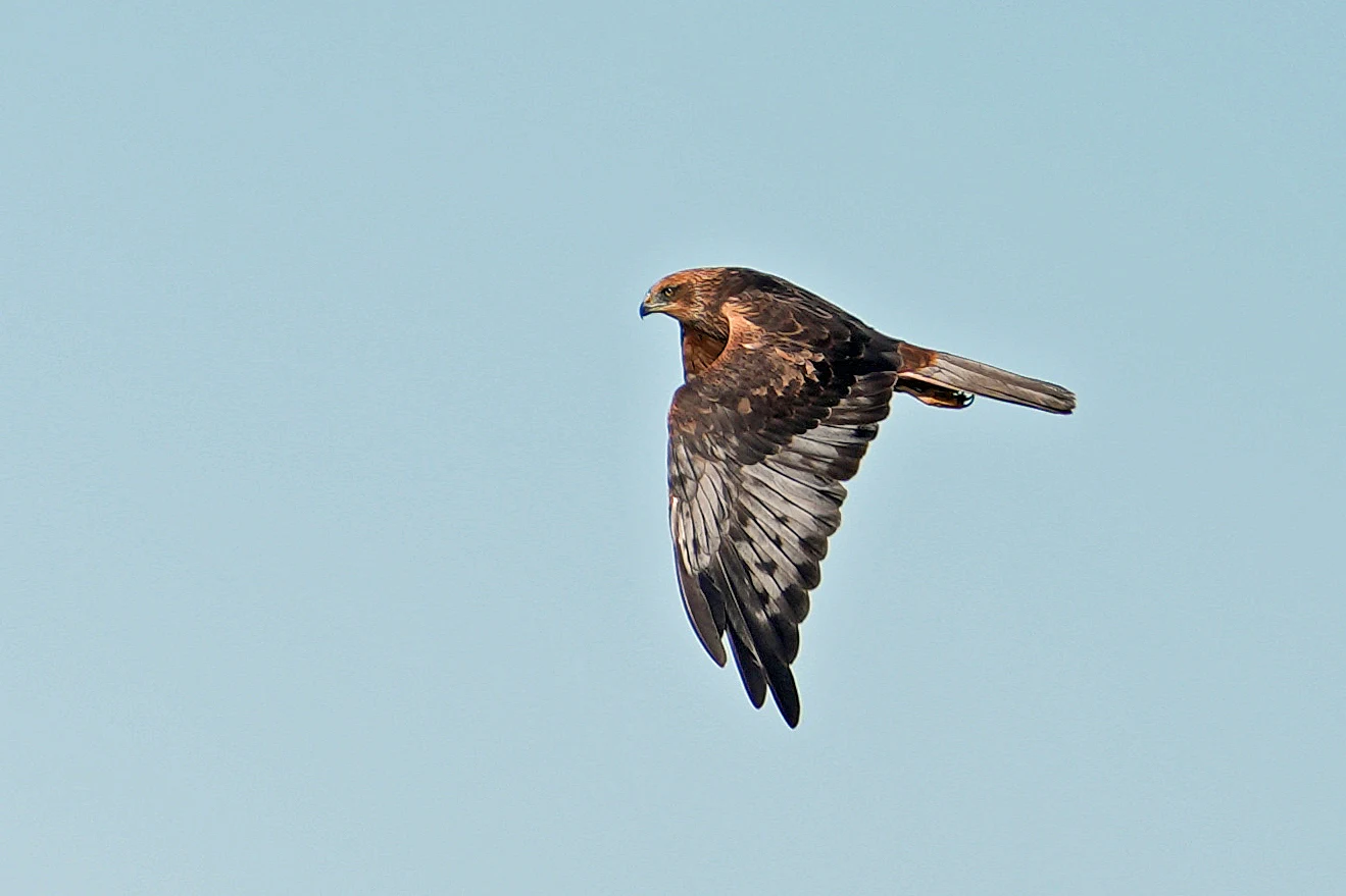 Marsh Harrier, NWT Cley, Norfolk, UK — photo by Jim Bennett